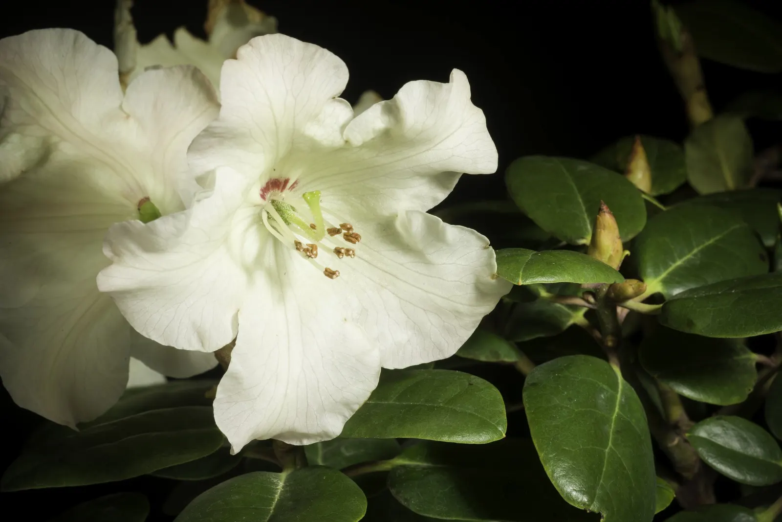 Common Rhododendron (Rhododendron Ponticum) — broadleaf evergreen / shrub with blue and lavender blooms; acidic soil rich in organic matter, image 74