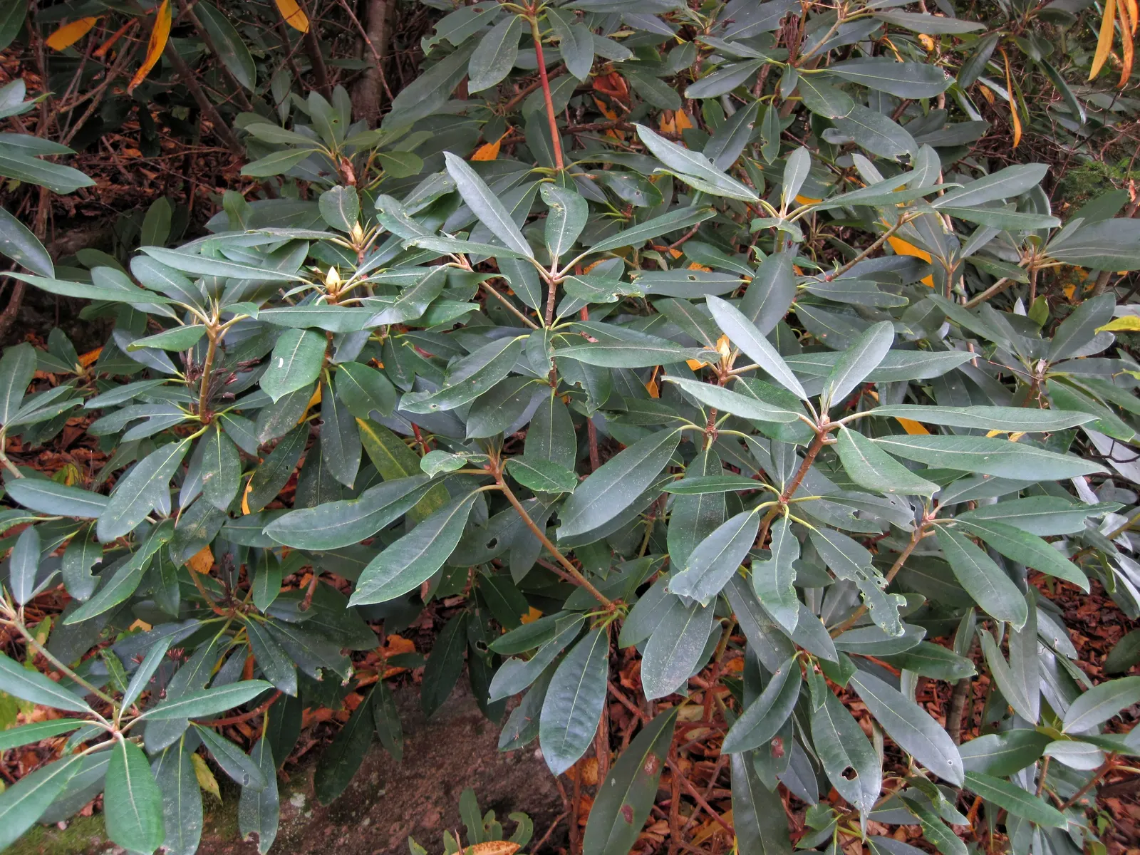 Common Rhododendron (Rhododendron Ponticum) — broadleaf evergreen / shrub for half or shade; so check local regulations before including it in your, image 75
