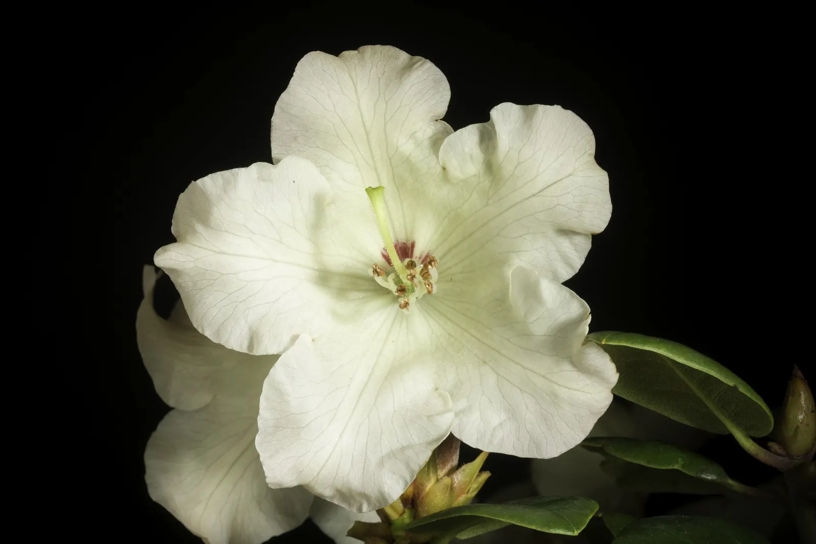 Common Rhododendron (Rhododendron Ponticum) — It typically reaches 8-12 ft in height and spreads up to 8 ft; the Rhododendron ponticum should be, image 77