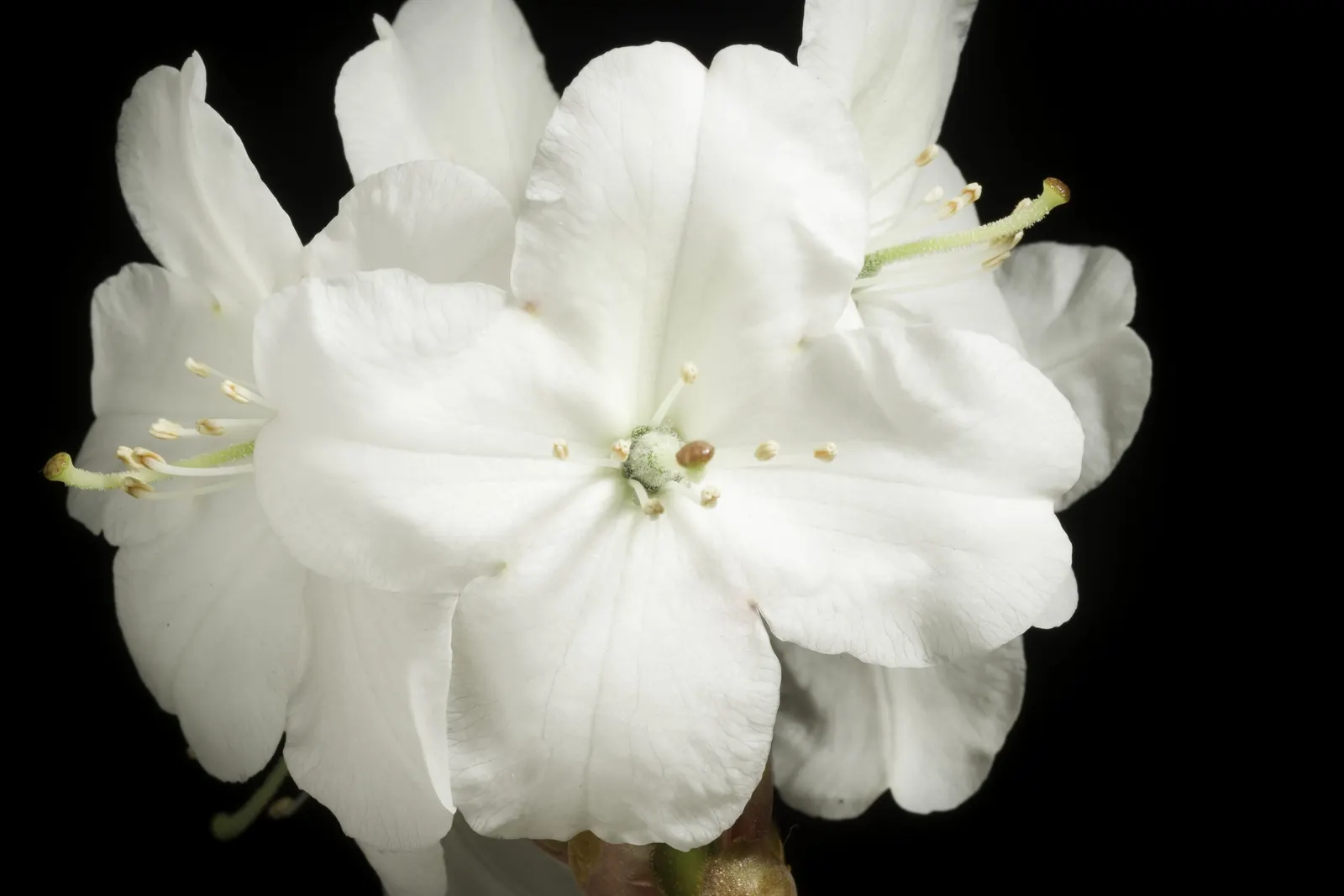 Common Rhododendron (Rhododendron Ponticum) — it's ideal for background plantings or as a privacy screen