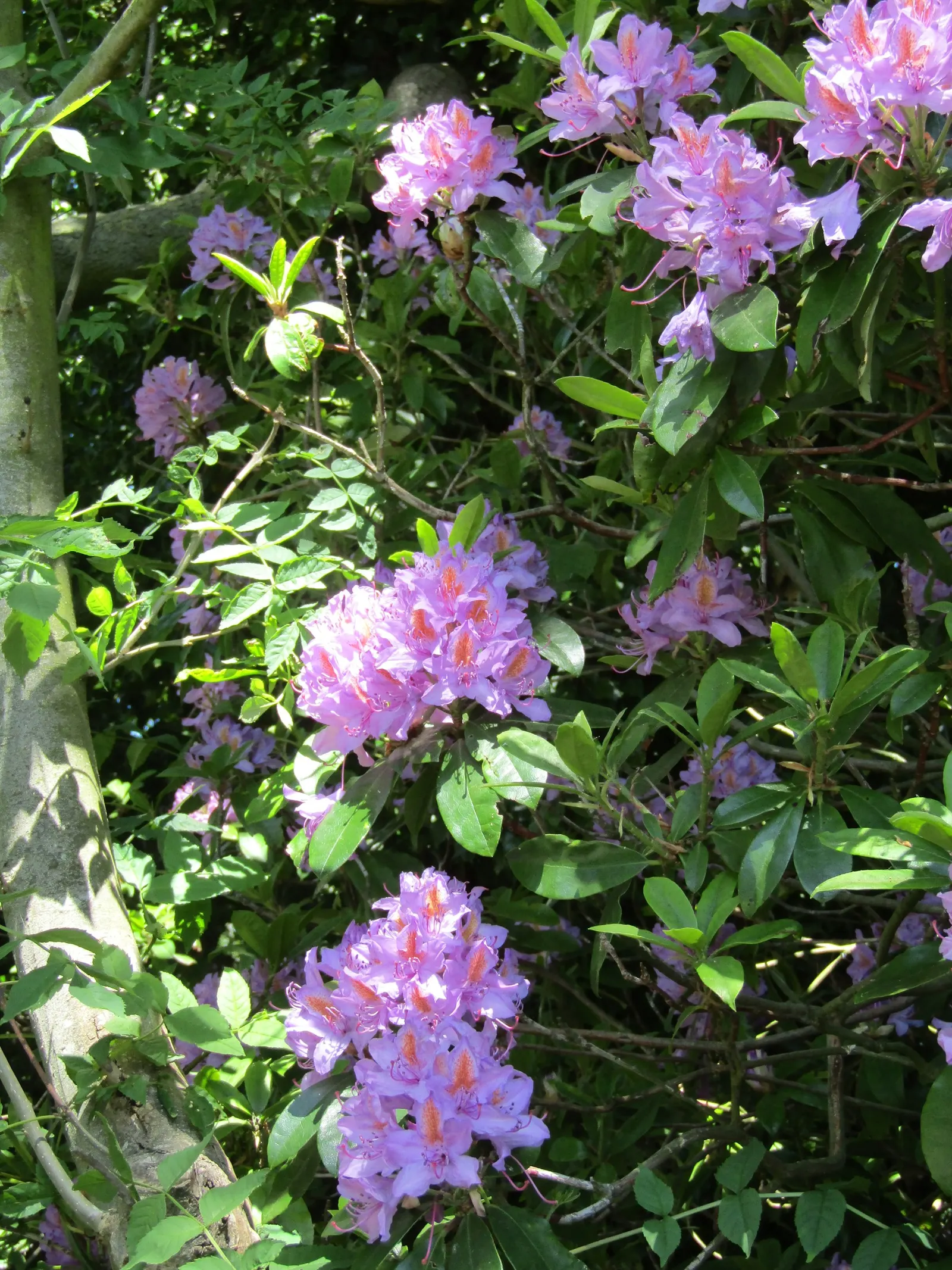 Common Rhododendron (Rhododendron Ponticum) — Note, it's considered invasive in some regions, so check local guidelines before planting