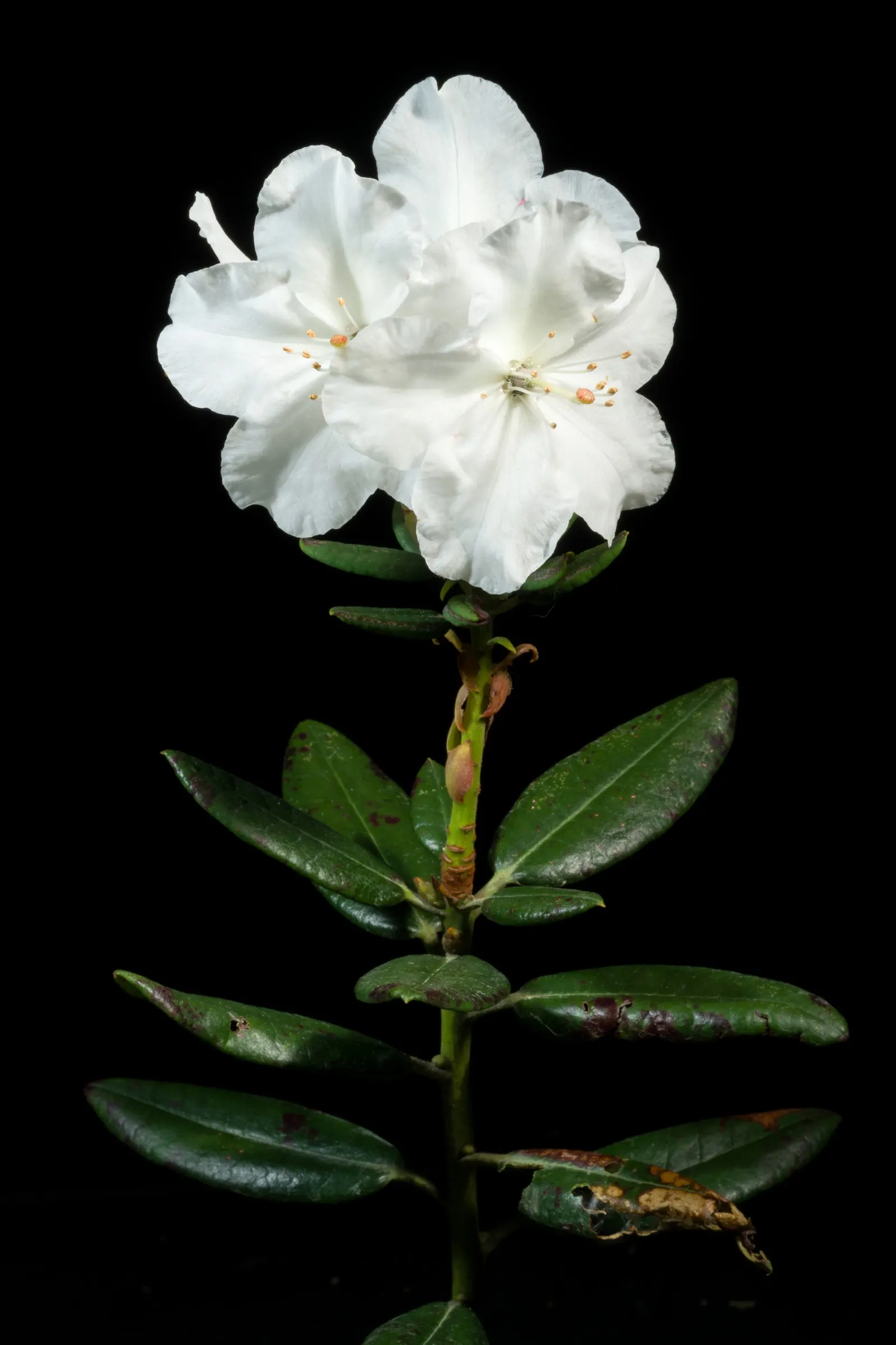 Common Rhododendron (Rhododendron Ponticum) — scientifically named Rhododendron ponticum; this species is considered invasive