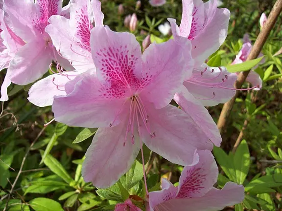Common Rhododendron (Rhododendron Ponticum) — blue and lavender flowers in the garden