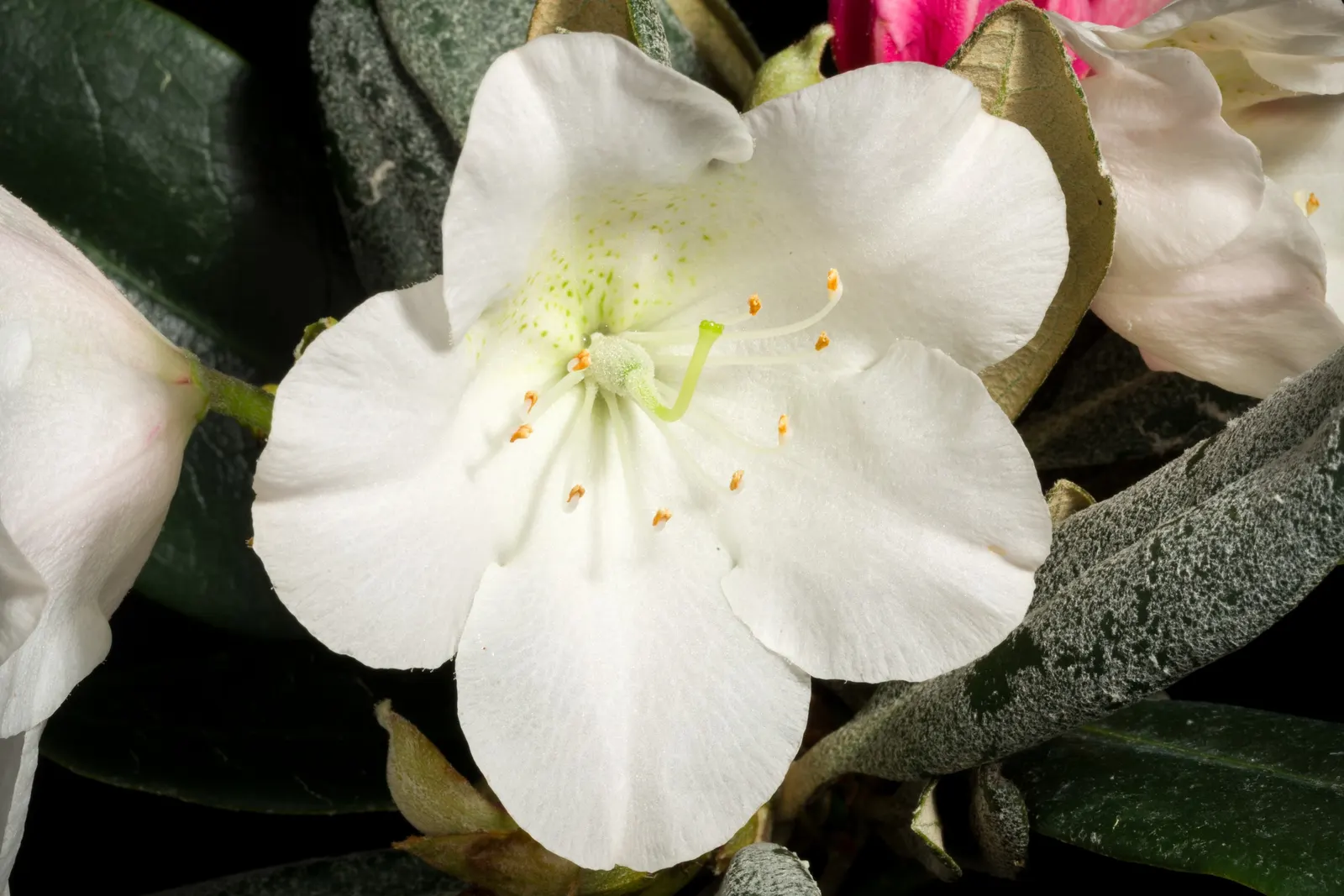 Common Rhododendron (Rhododendron Ponticum) — it is essential to note that all parts of the Rhododendron ponticum are toxic if ingested; it's ideal, image 69