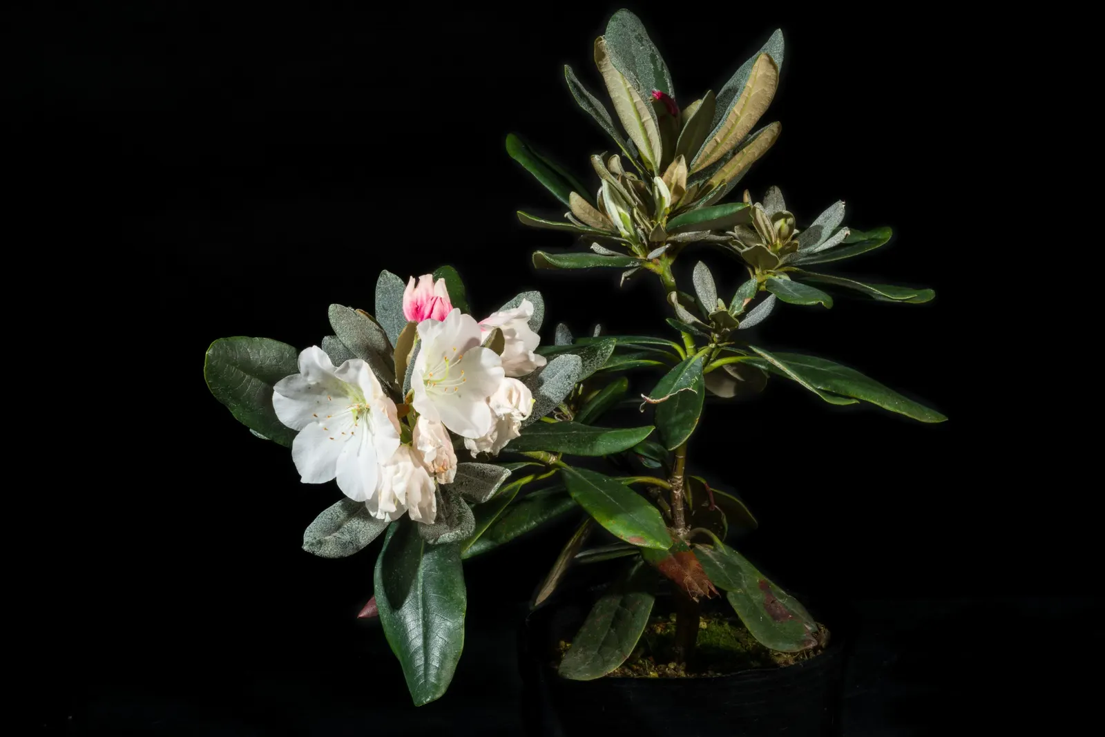 Common Rhododendron (Rhododendron Ponticum) — this species provides a stunning burst of color; usually in shades of purple and violet, image 84