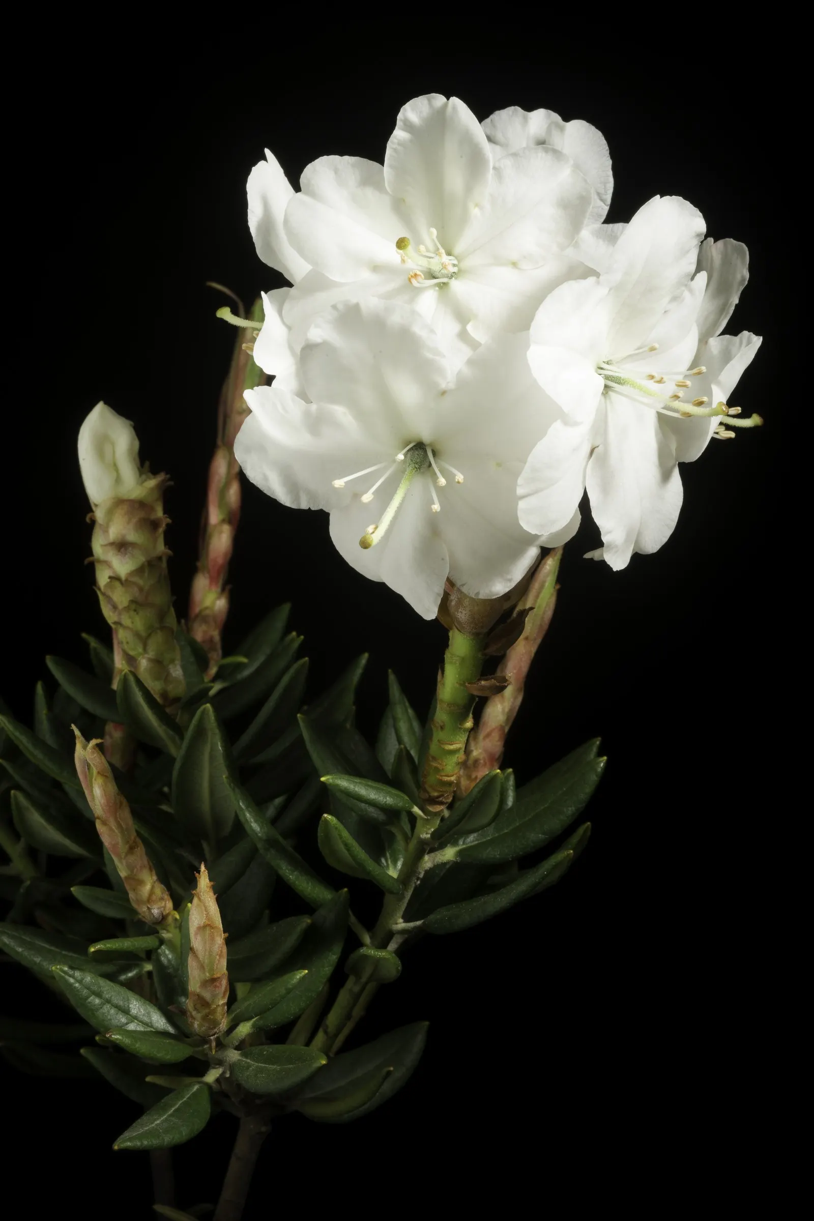 Common Rhododendron (Rhododendron Ponticum) — To maintain the shrub's shape and promote vigorous growth