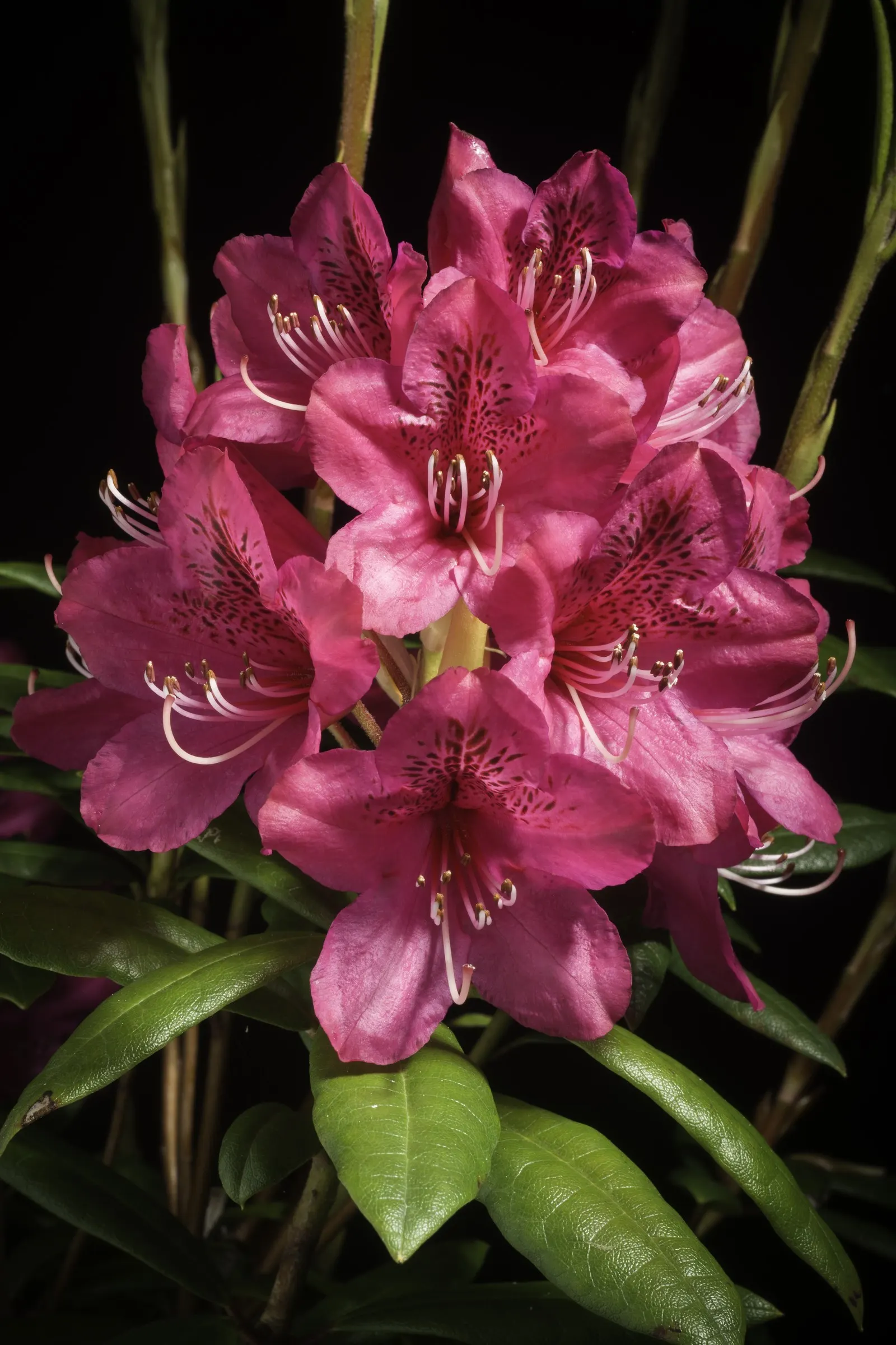 Common Rhododendron (Rhododendron Ponticum) — often referred to as the Common Rhododendron