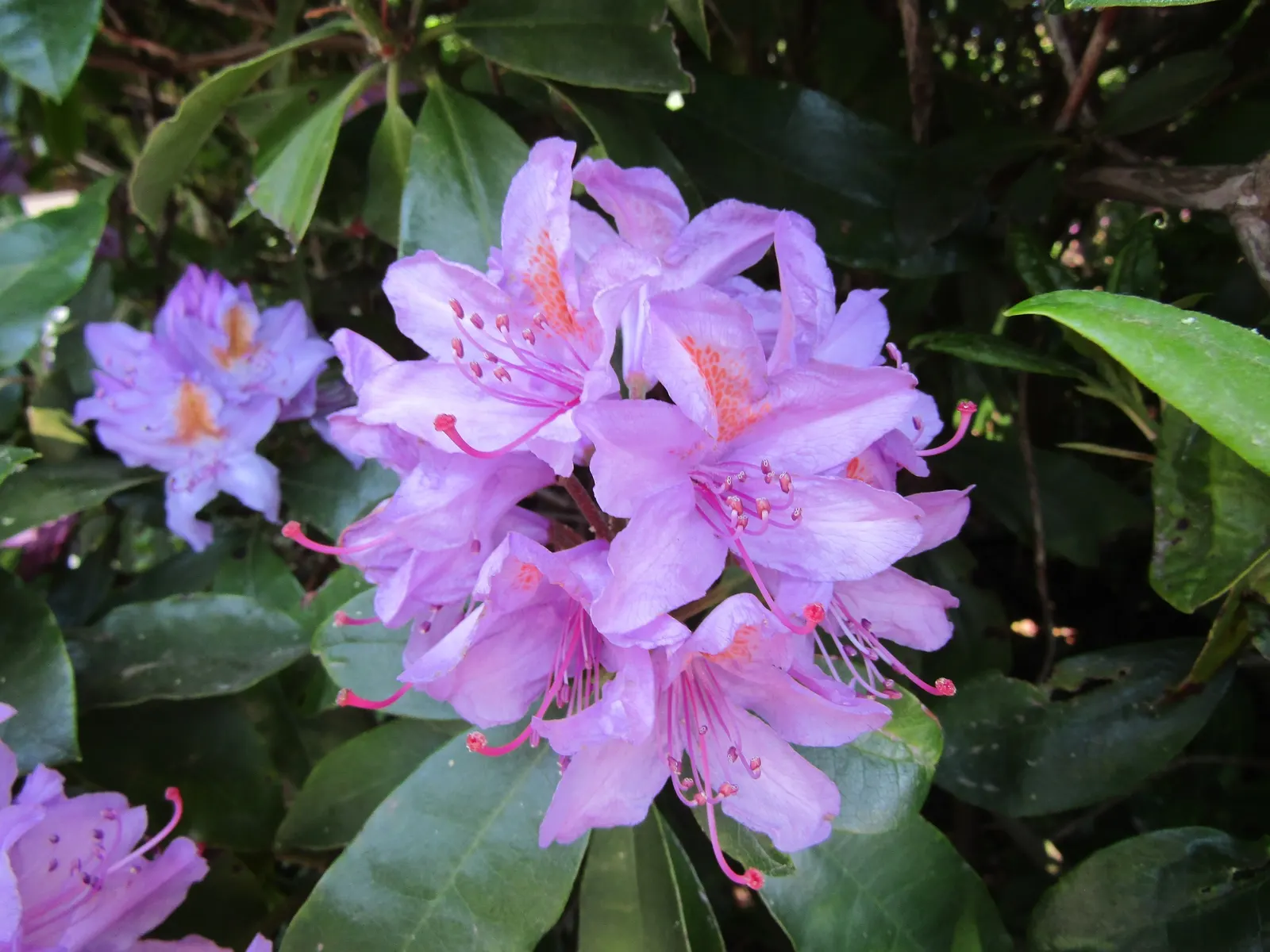 Common Rhododendron (Rhododendron Ponticum) — the Rhododendron ponticum should be allotted ample space to accommodate its growth