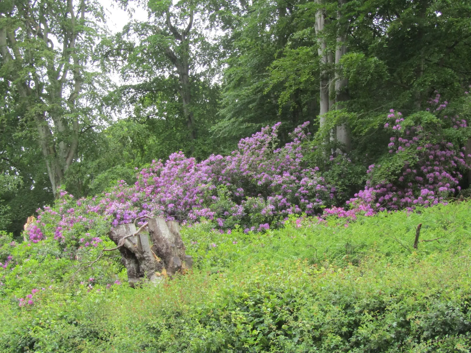 Common Rhododendron (Rhododendron Ponticum) — often referred to as the Common Rhododendron; preferring partial shade and well-drained acidic soil