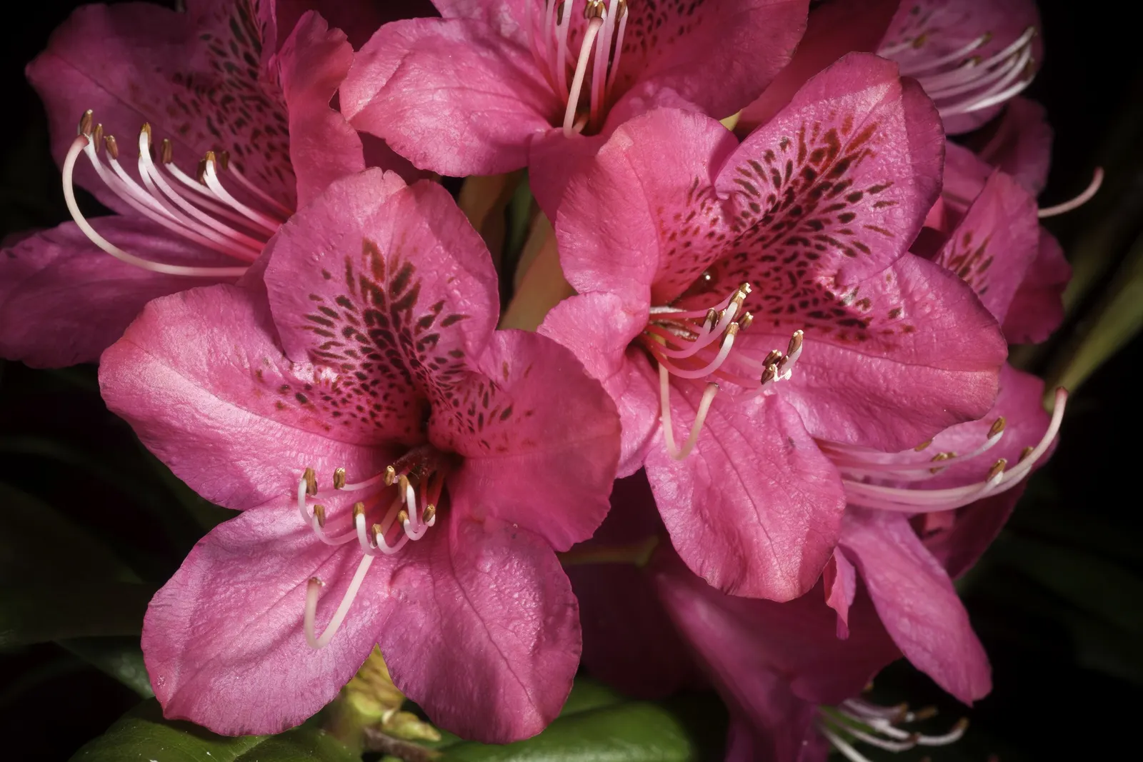 Common Rhododendron (Rhododendron Ponticum) — is a widely recognized evergreen shrub that offers a substantial visual impact in any landscape design