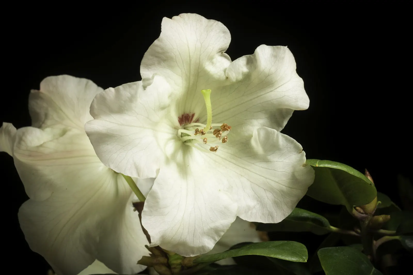 Common Rhododendron (Rhododendron Ponticum) — so check local regulations before including it in your design