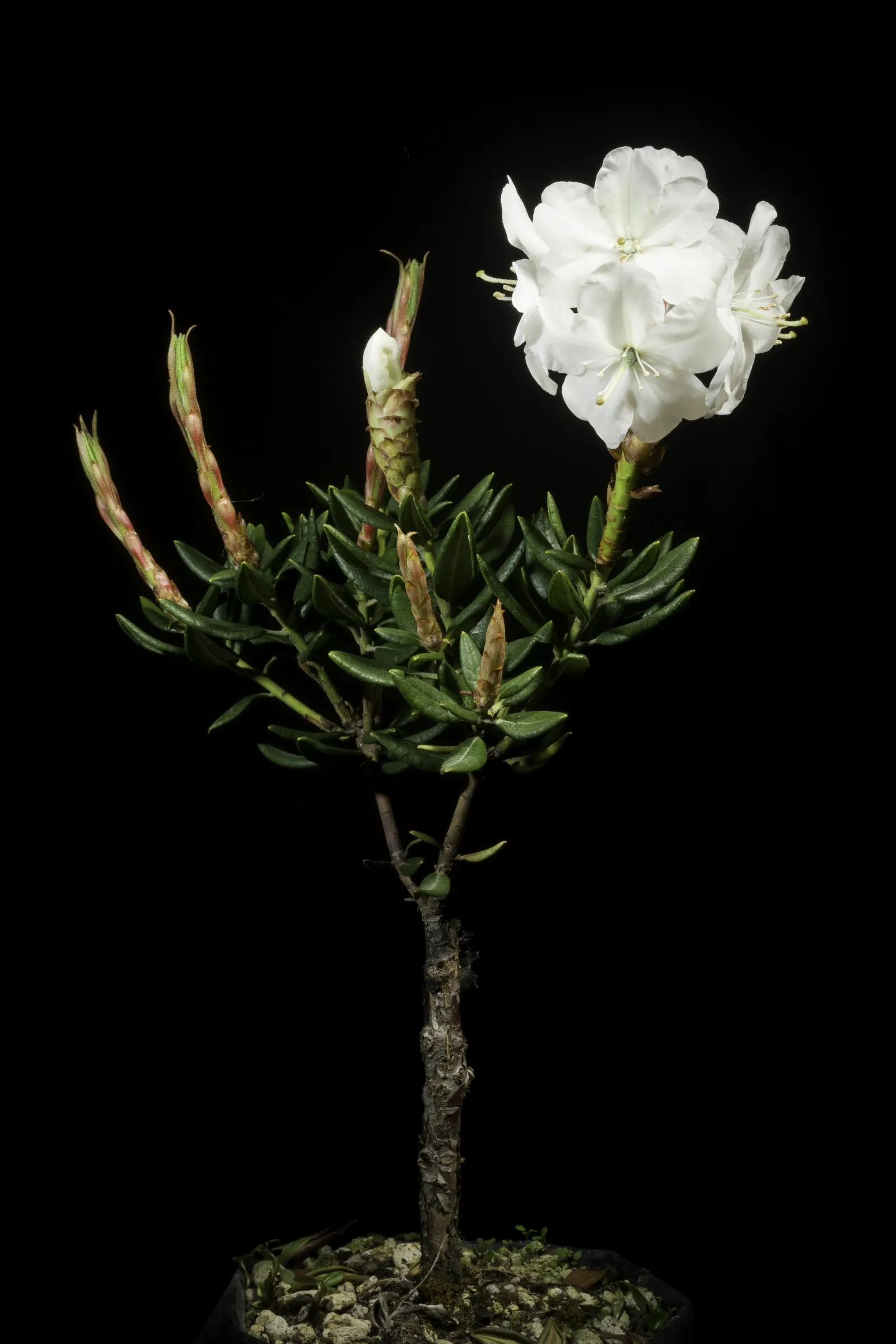 Common Rhododendron (Rhododendron Ponticum) — this species provides a stunning burst of color; usually in shades of purple and violet, image 59