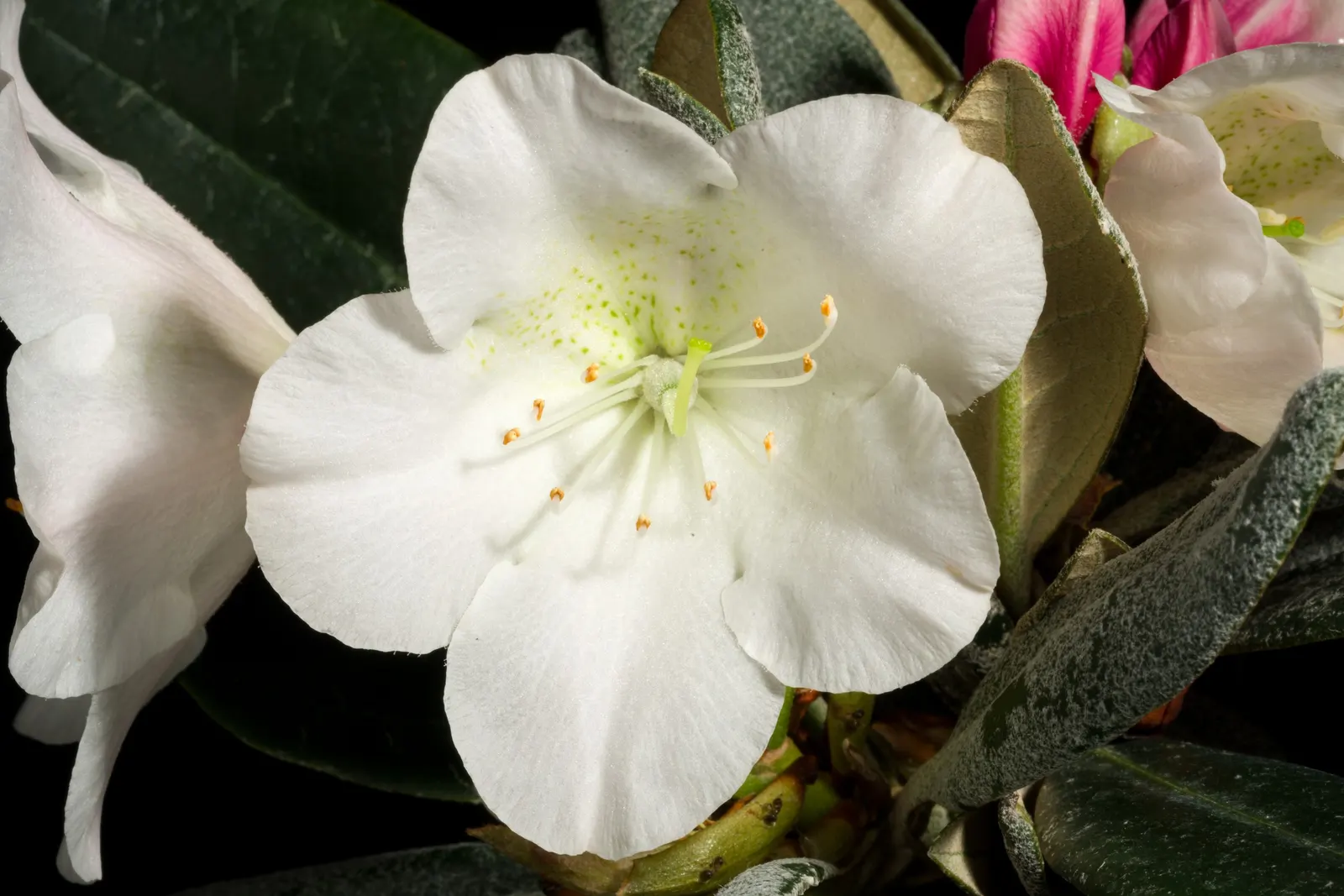 Common Rhododendron (Rhododendron Ponticum) — blue and lavender flowers in the garden; is a widely recognized evergreen shrub that offers a, image 73