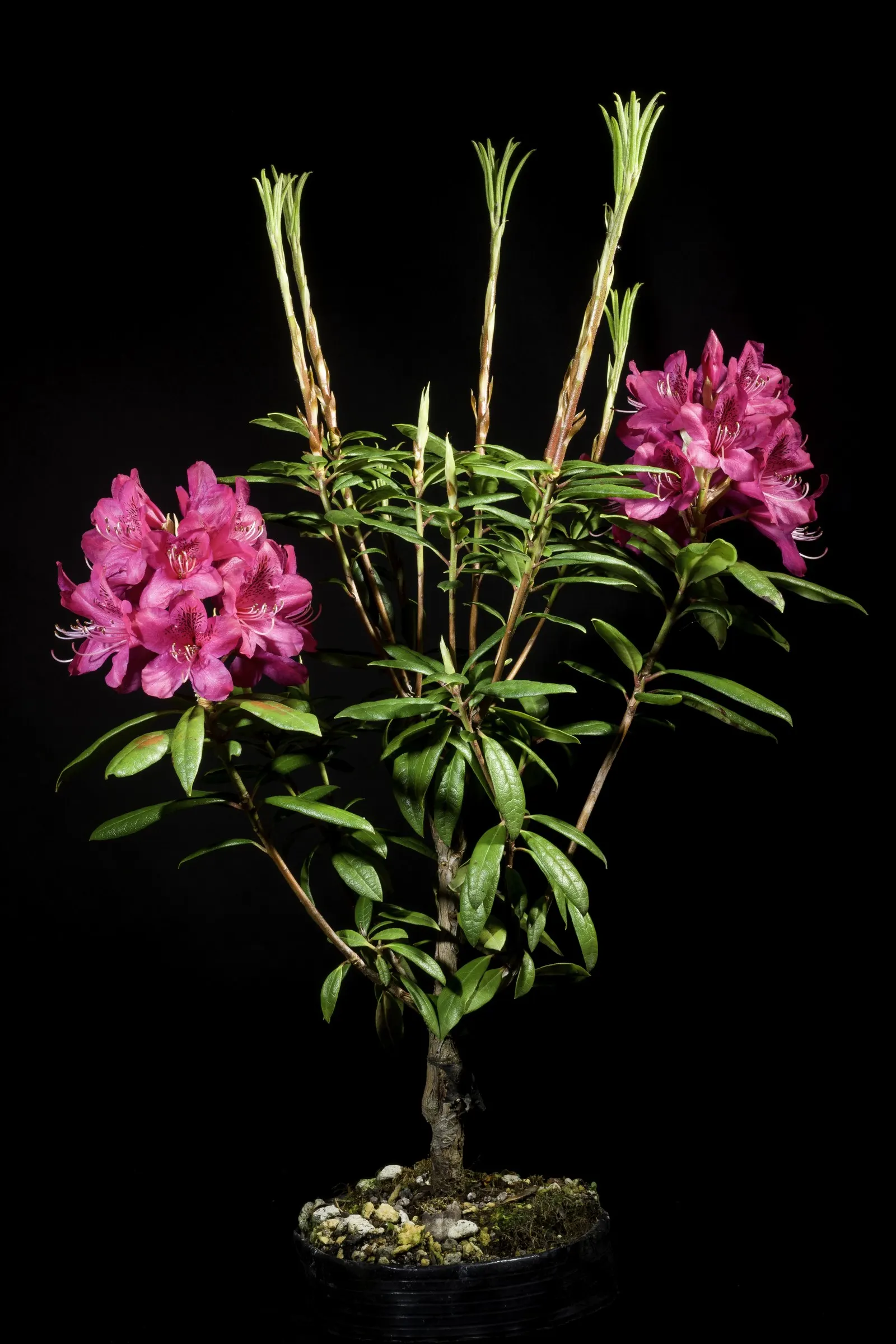 Common Rhododendron (Rhododendron Ponticum) — Its glossy leaves are 4-6 inches long; selective pruning after flowering is advisable.<br><br>For, image 53
