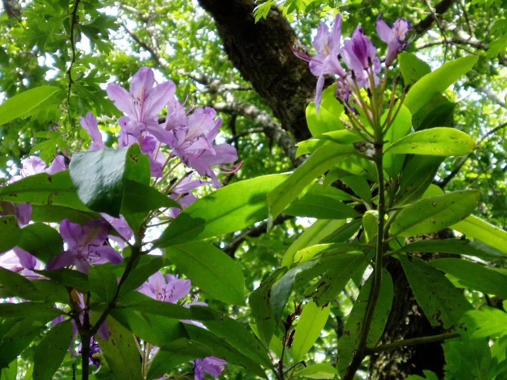 Common Rhododendron (Rhododendron Ponticum) — it is essential to note that all parts of the Rhododendron ponticum are toxic if ingested