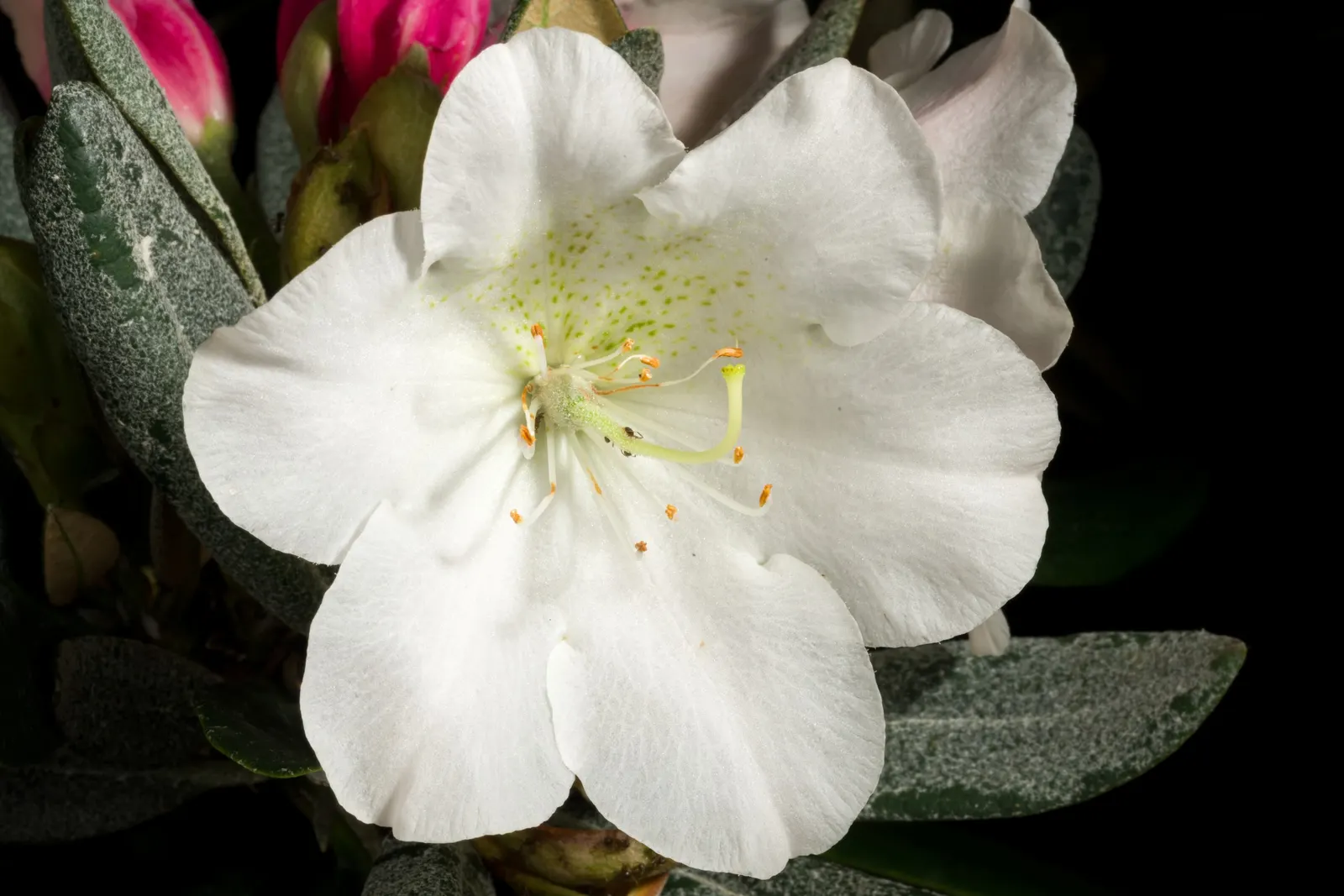 Common Rhododendron (Rhododendron Ponticum) — when it becomes a focal point with its showy blooms; this species provides a stunning burst of color, image 91