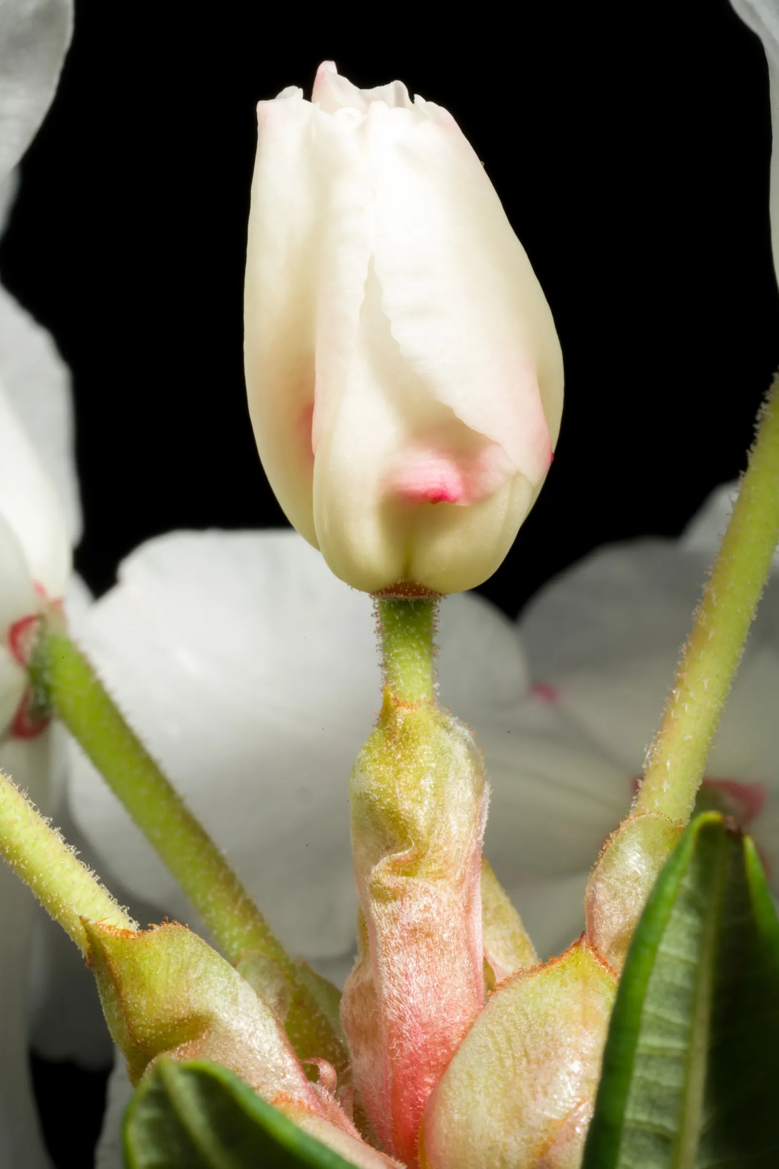 Common Rhododendron (Rhododendron Ponticum) — broadleaf evergreen / shrub for half or shade