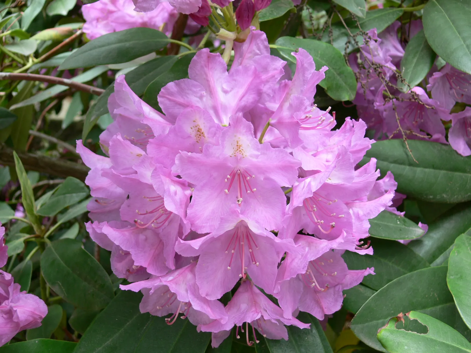 Common Rhododendron (Rhododendron Ponticum) — this species is considered invasive; it is essential to note that all parts of the Rhododendron ponticum are