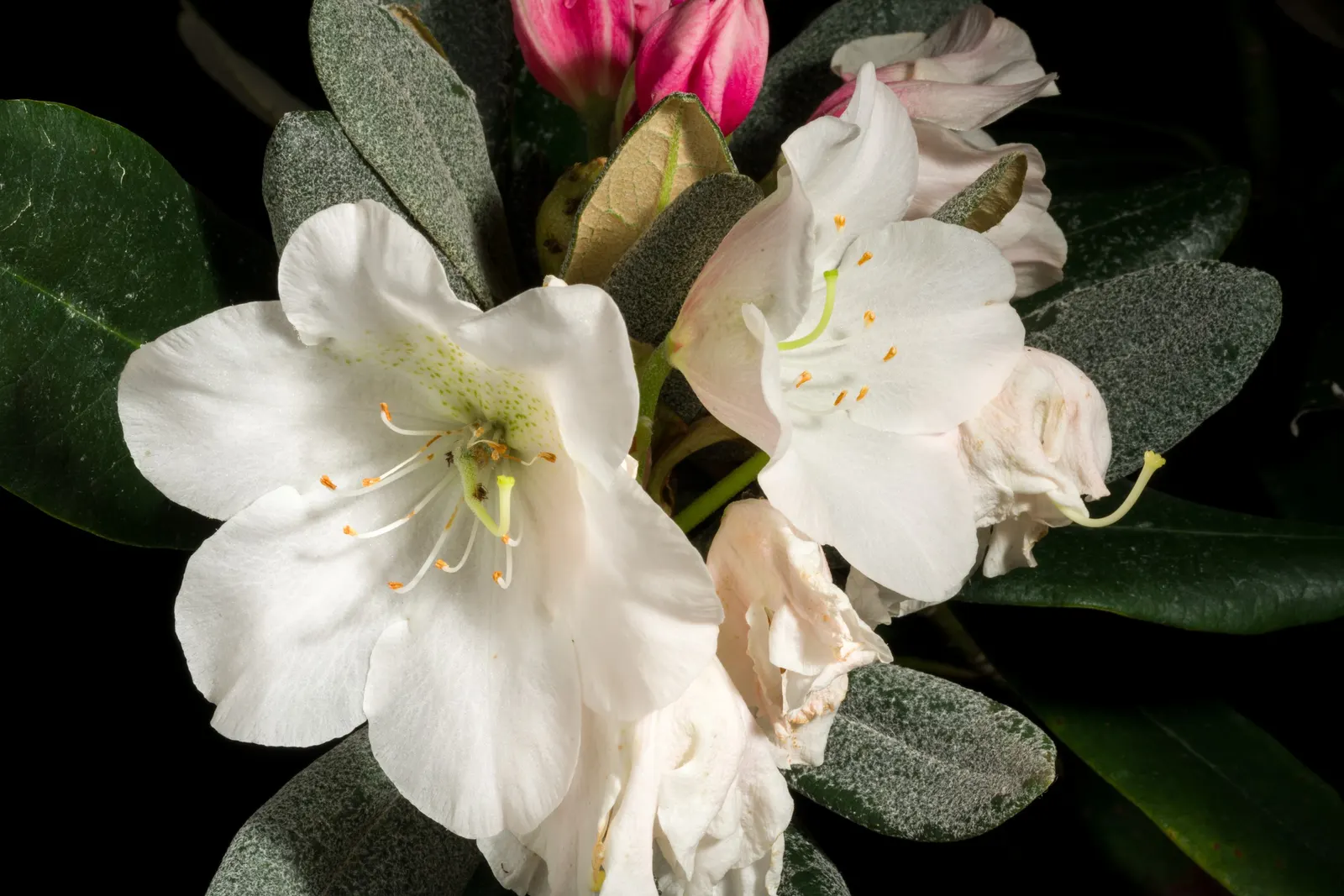 Common Rhododendron (Rhododendron Ponticum) — though it can tolerate morning sun, image 63