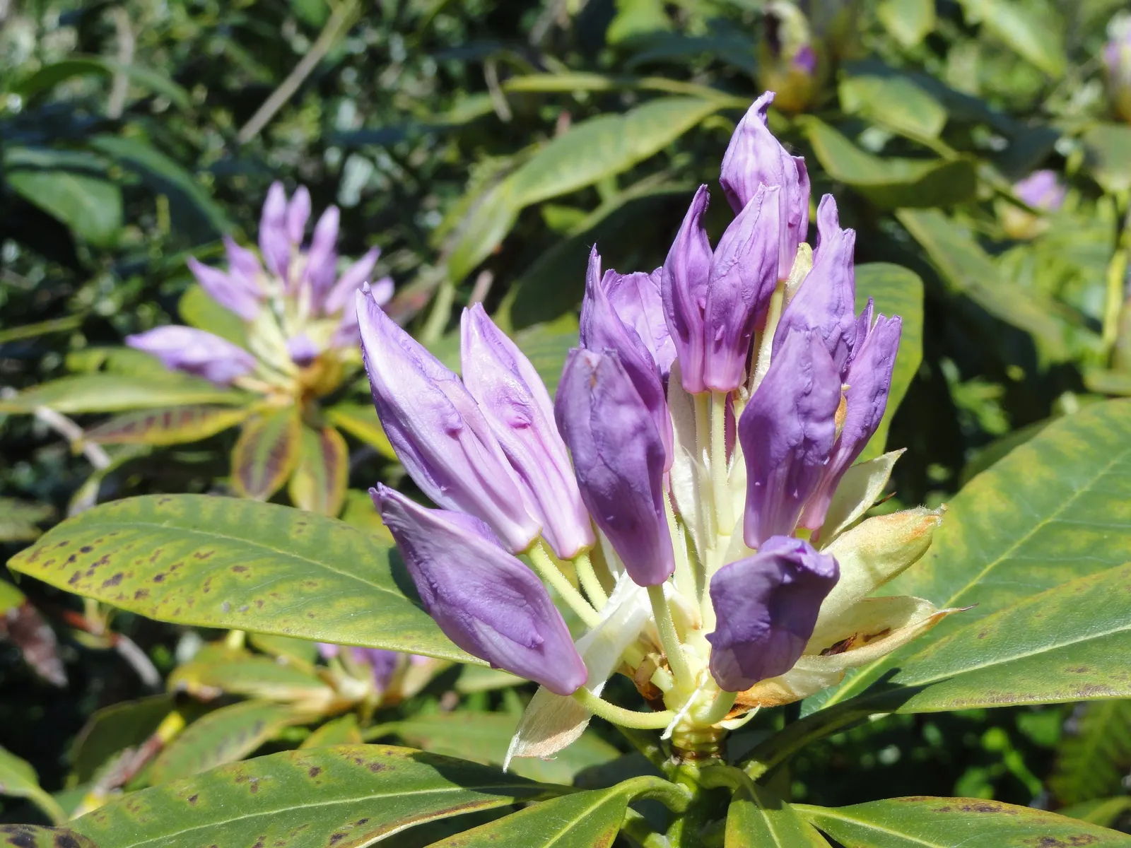 Common Rhododendron (Rhododendron Ponticum) — To maintain the shrub's shape and promote vigorous growth; when it becomes a focal point with its, image 67