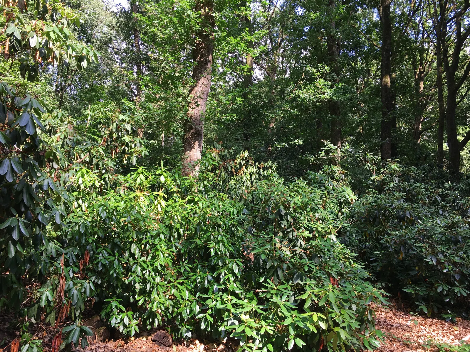 Common Rhododendron (Rhododendron Ponticum) — usually in shades of purple and violet; to maintain the shrub's shape and promote vigorous growth, image 85
