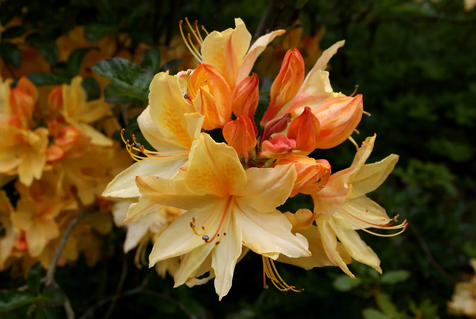 Common Rhododendron (Rhododendron Ponticum) — It thrives in USDA Hardiness Zones 4 through 8 and prefers partial to full shade