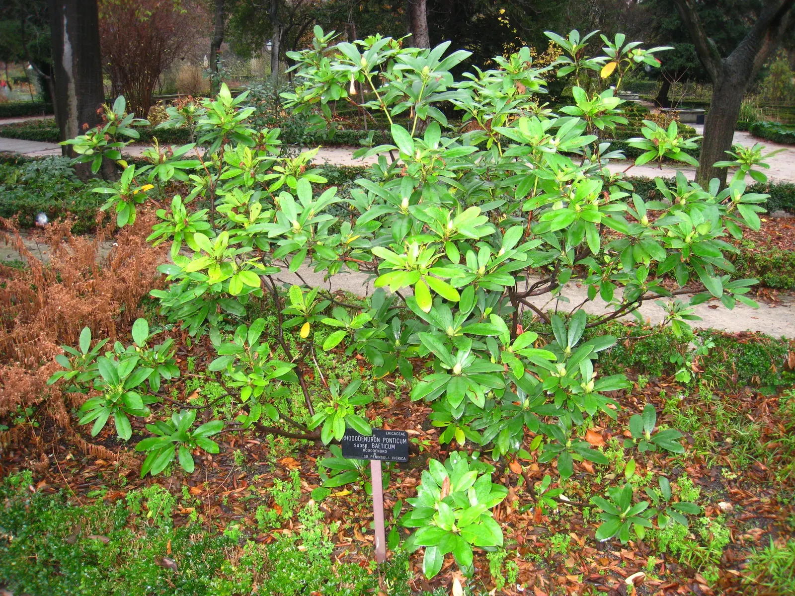 Common Rhododendron (Rhododendron Ponticum) — often referred to as the Common Rhododendron; preferring partial shade and well-drained acidic soil, image 76