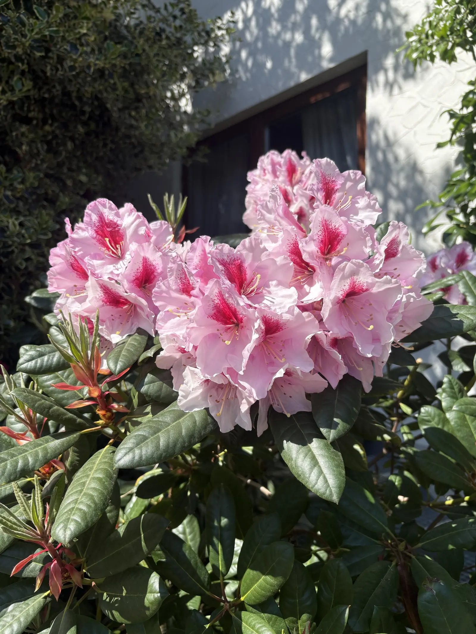 Common Rhododendron (Rhododendron Ponticum) — Its optimal growing conditions include well-drained; and caution should be exercised around pets and, image 89