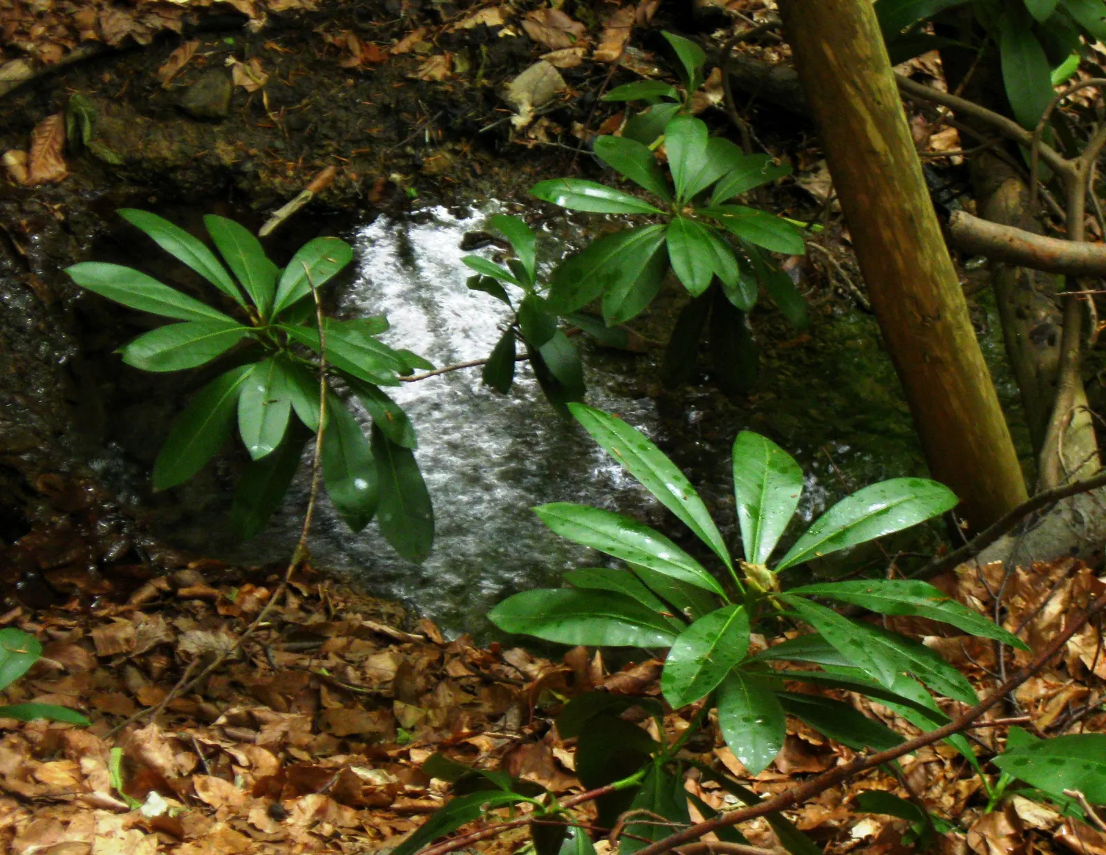 Common Rhododendron (Rhododendron Ponticum) — the Rhododendron ponticum should be allotted ample space to accommodate its growth; broadleaf, image 61