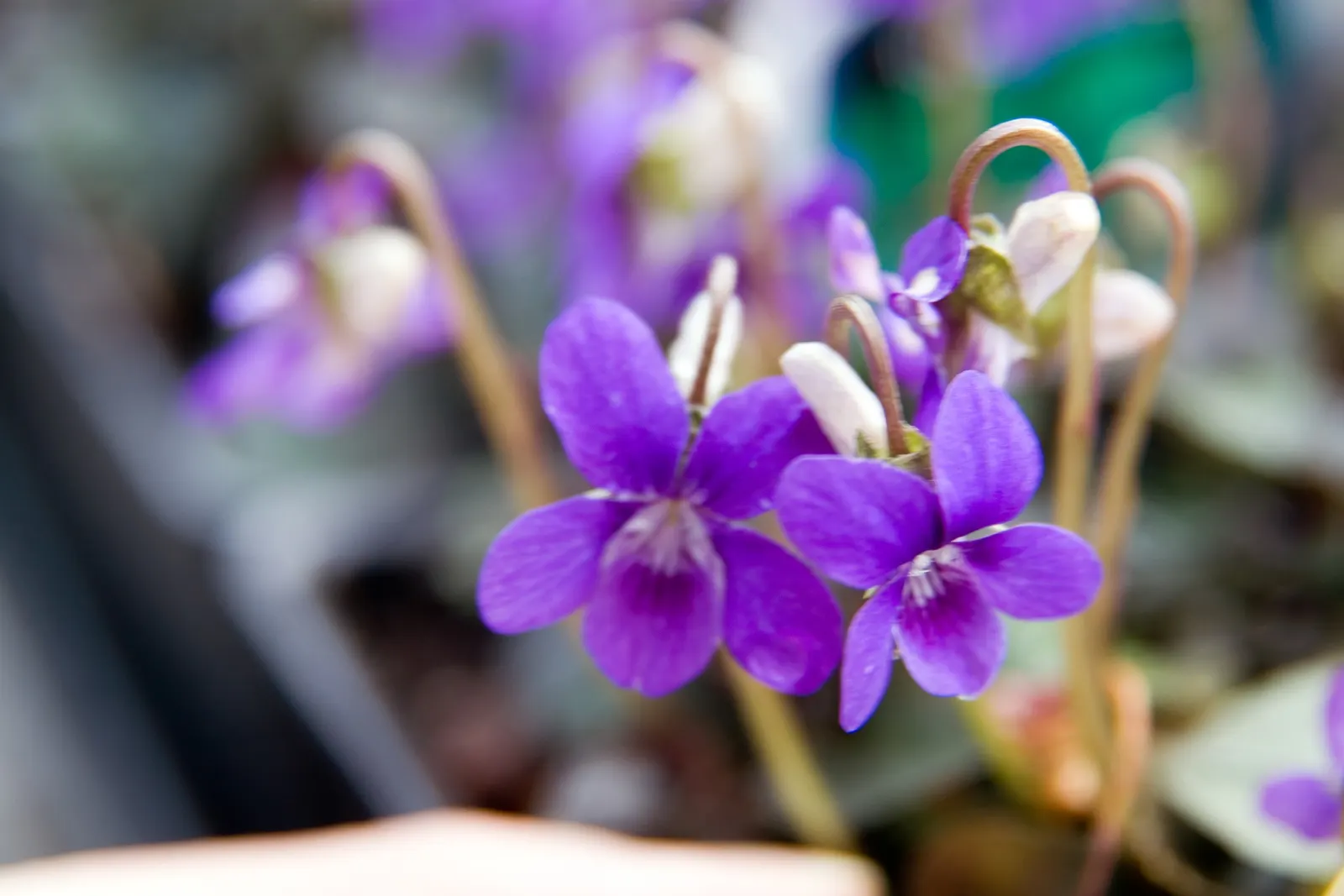 Purple Dog Violet (Viola Riviniana 'Purpurea') — This herbaceous perennial prefers partial shade and moist, well-drained soil