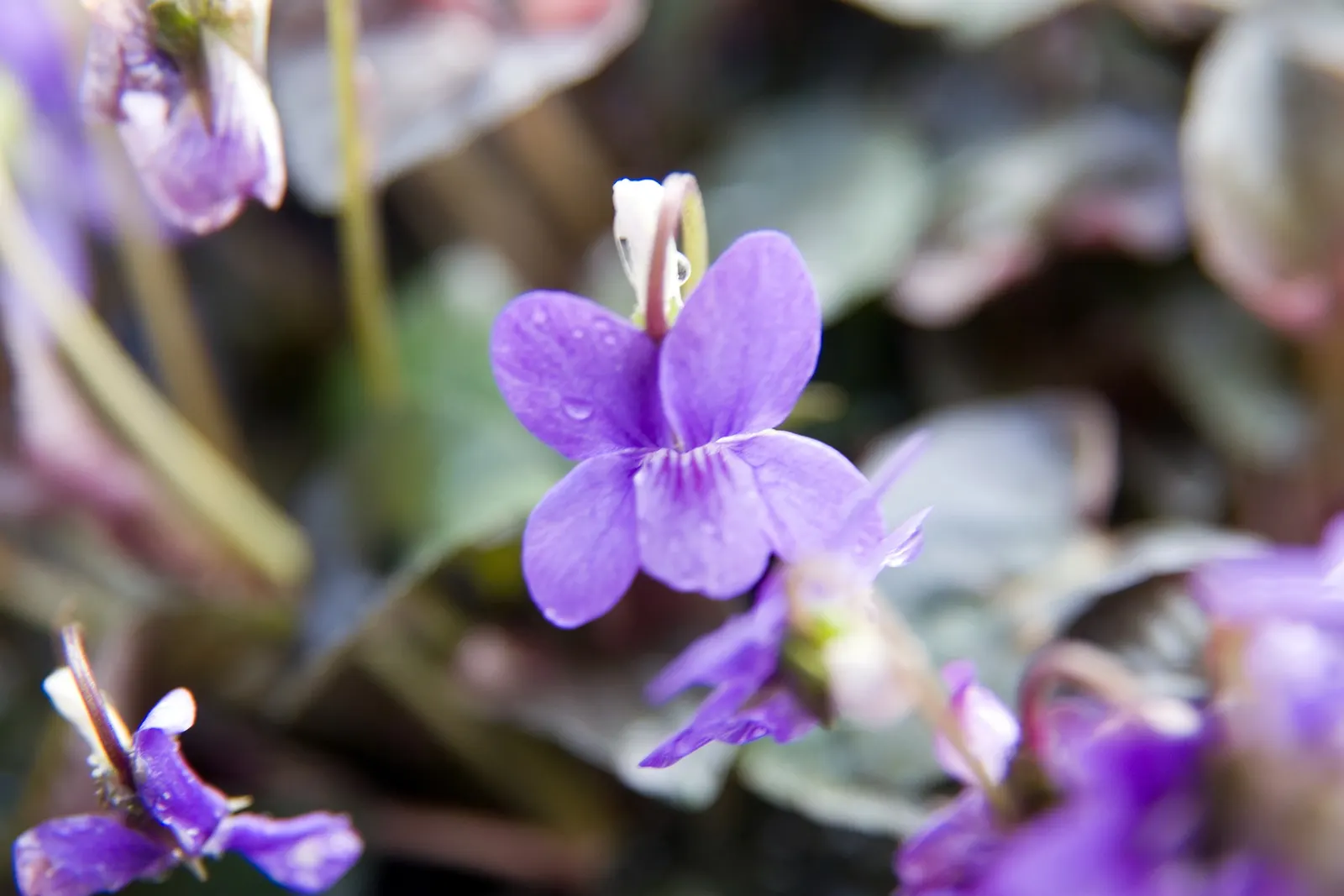 Purple Dog Violet (Viola Riviniana 'Purpurea') — The Purple Dog Violet, Viola riviniana 'Purpurea', dazzles with modest, purple blooms in the spring