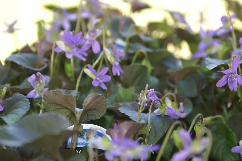 Purple Dog Violet (Viola Riviniana 'Purpurea') — At maturity, it reaches 4 to 6 inches tall and spreads 4 to 8 inches wide