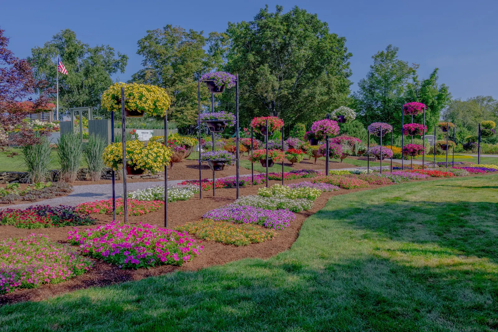 Ultramarine Petunia — Hardy in USDA Zones 10-11