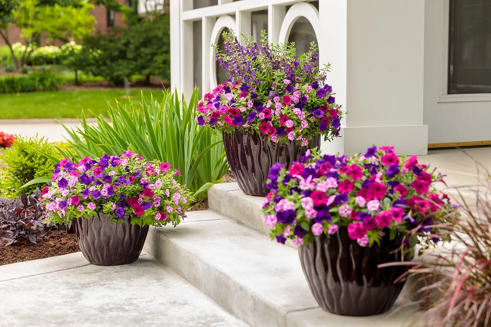 Royal Magenta® II Petunia — and sunny entries.<br><br>This petunia performs best in part sun to full sun