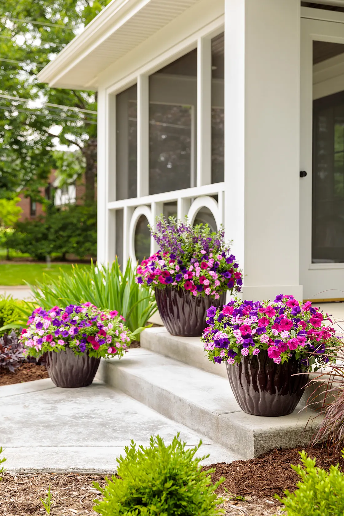 Royal Magenta® II Petunia — with the strongest flowering in bright exposures