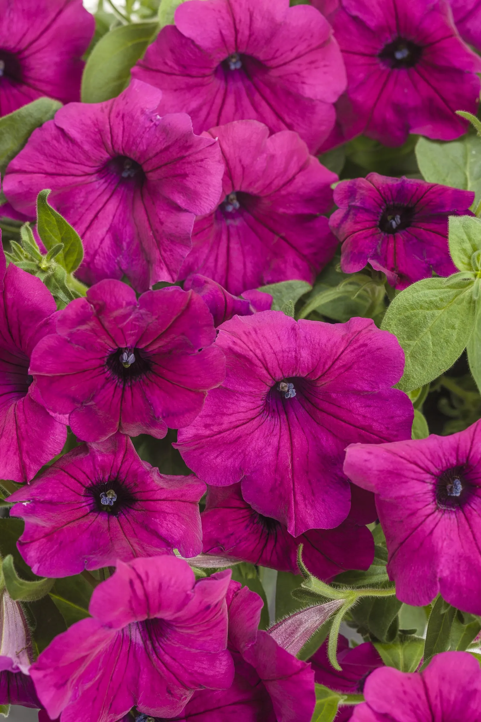 Royal Magenta® II Petunia — with additional feeding through the season for baskets and planters
