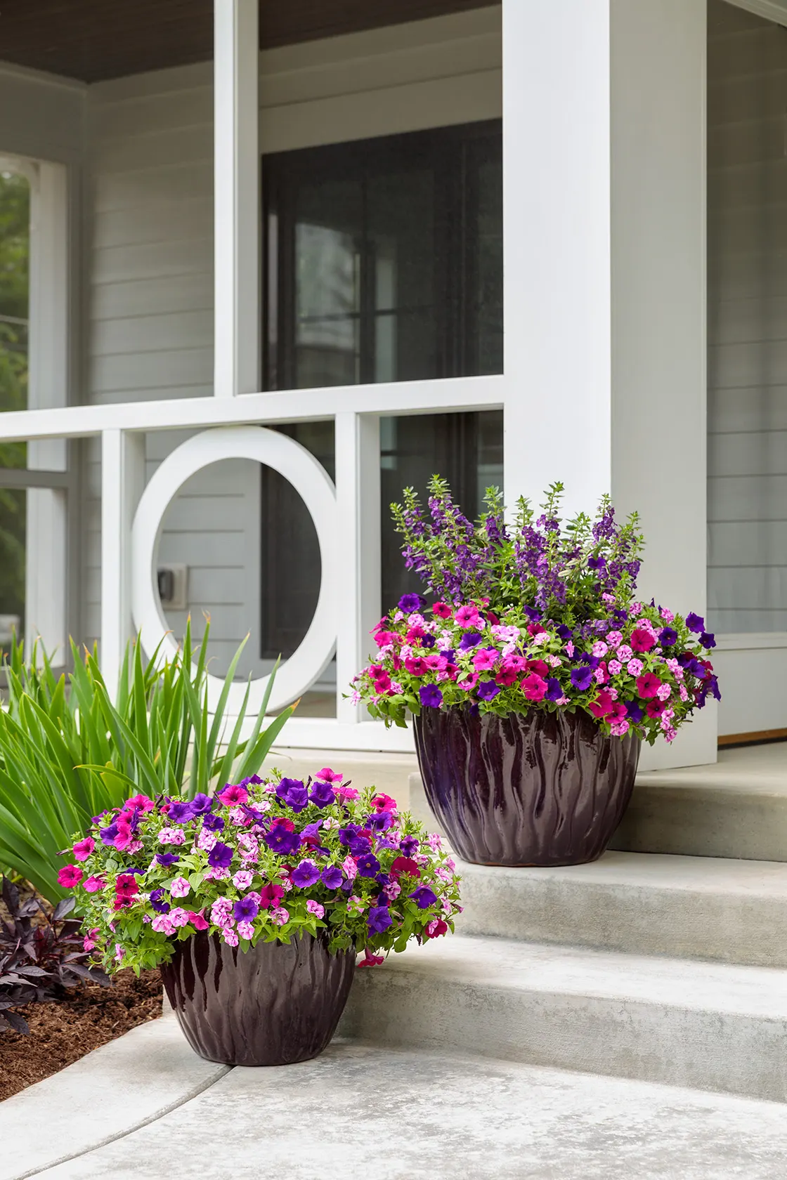 Blue III Angelonia — deer-resistant summer color is needed