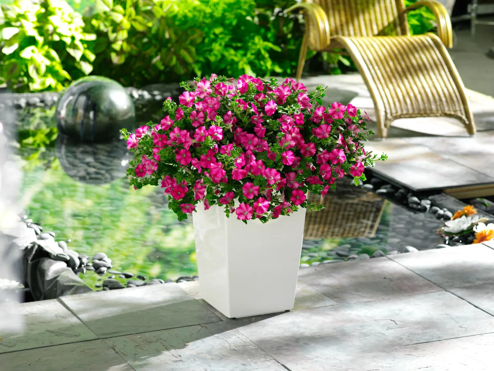 Royal Magenta® II Petunia — it needs no deadheading and benefits from feeding in containers
