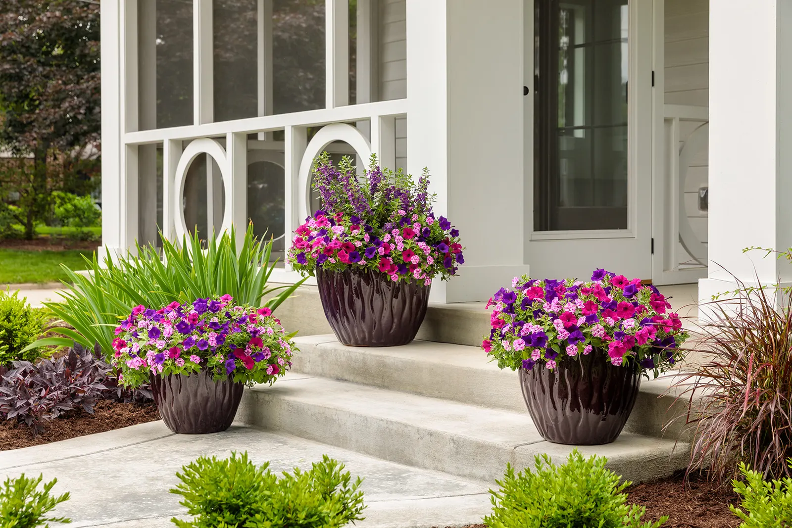 Blue III Angelonia — lightly grape-scented foliage
