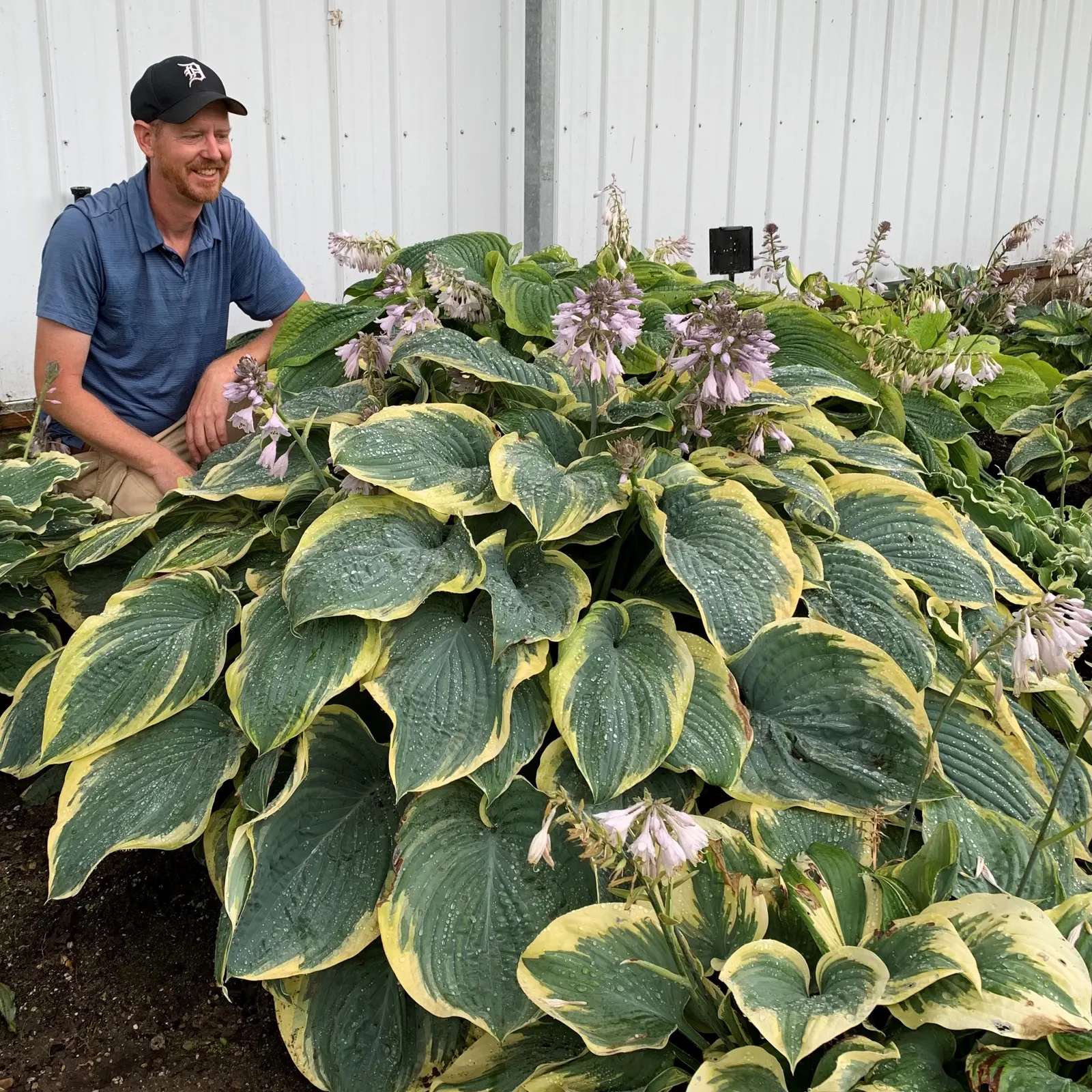Giant 'Gigantosaurus' Hosta (Hosta hybrid) — is a dramatic mounded perennial with huge blue-green leaves edged in wavy yellow that mature to creamy white