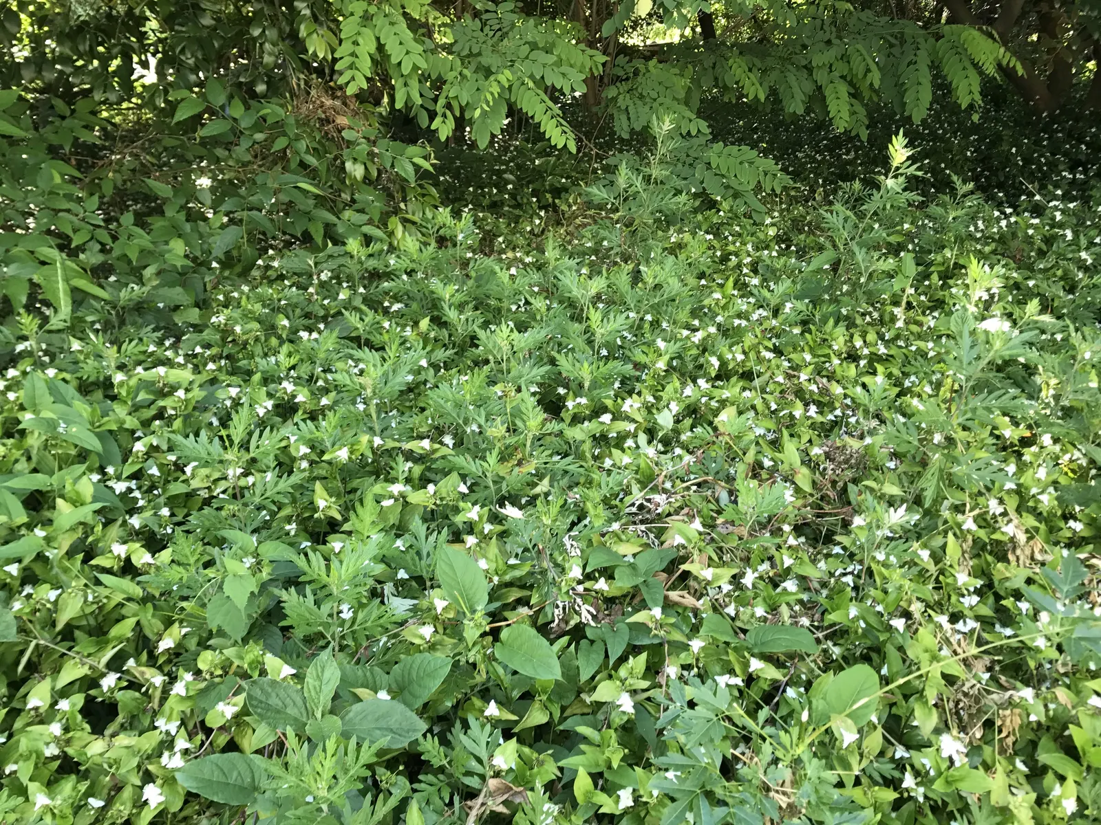 Wandering Jew, Inch Plant (Tradescantia Fluminensis) — the Wandering Jew is hardy in temperatures above 50&deg;F and prefers partial shade to full, image 39