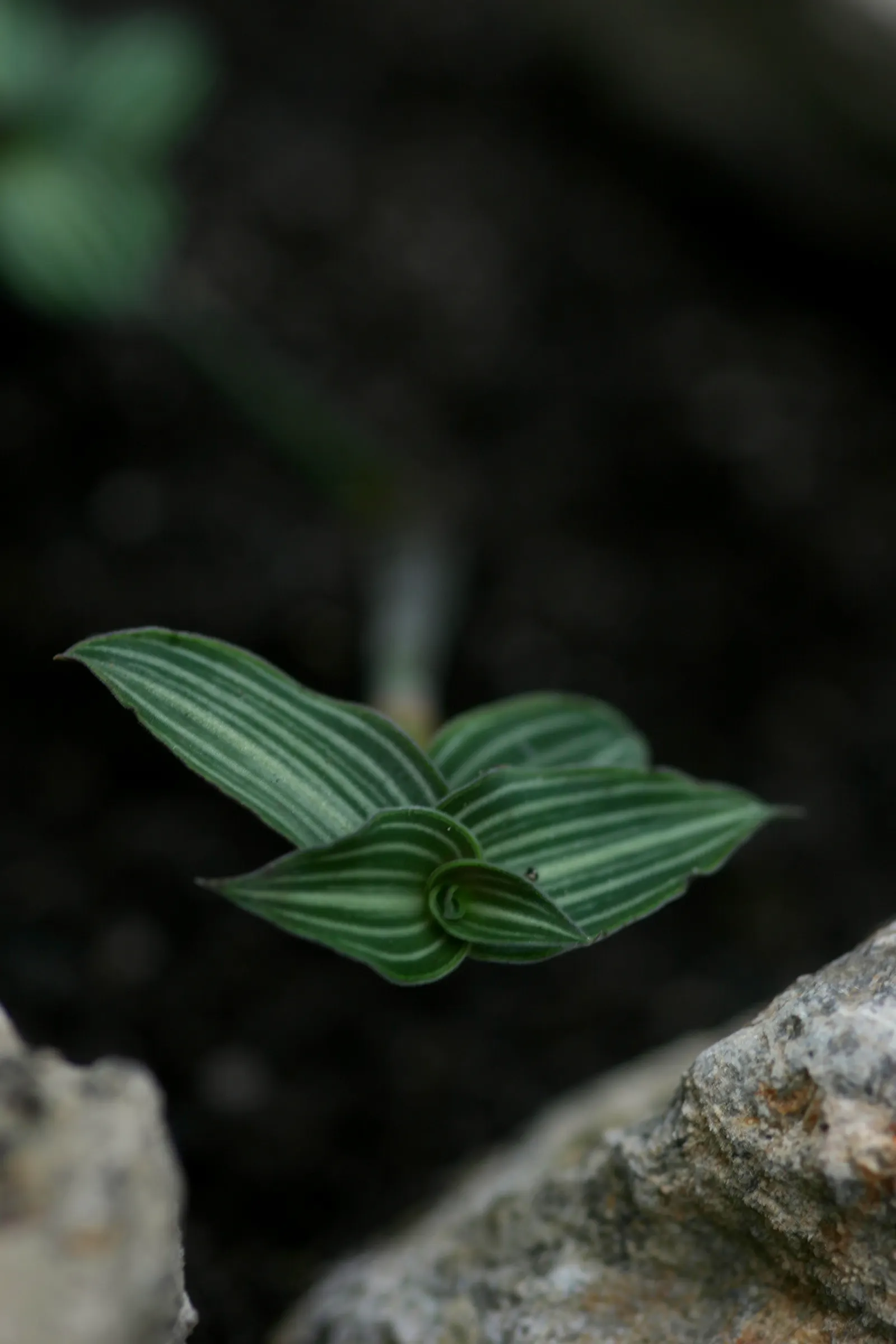 Wandering Jew, Inch Plant (Tradescantia Fluminensis) — glossy leaves that grow up to 2.5 inches long; is a fast-growing perennial with striking