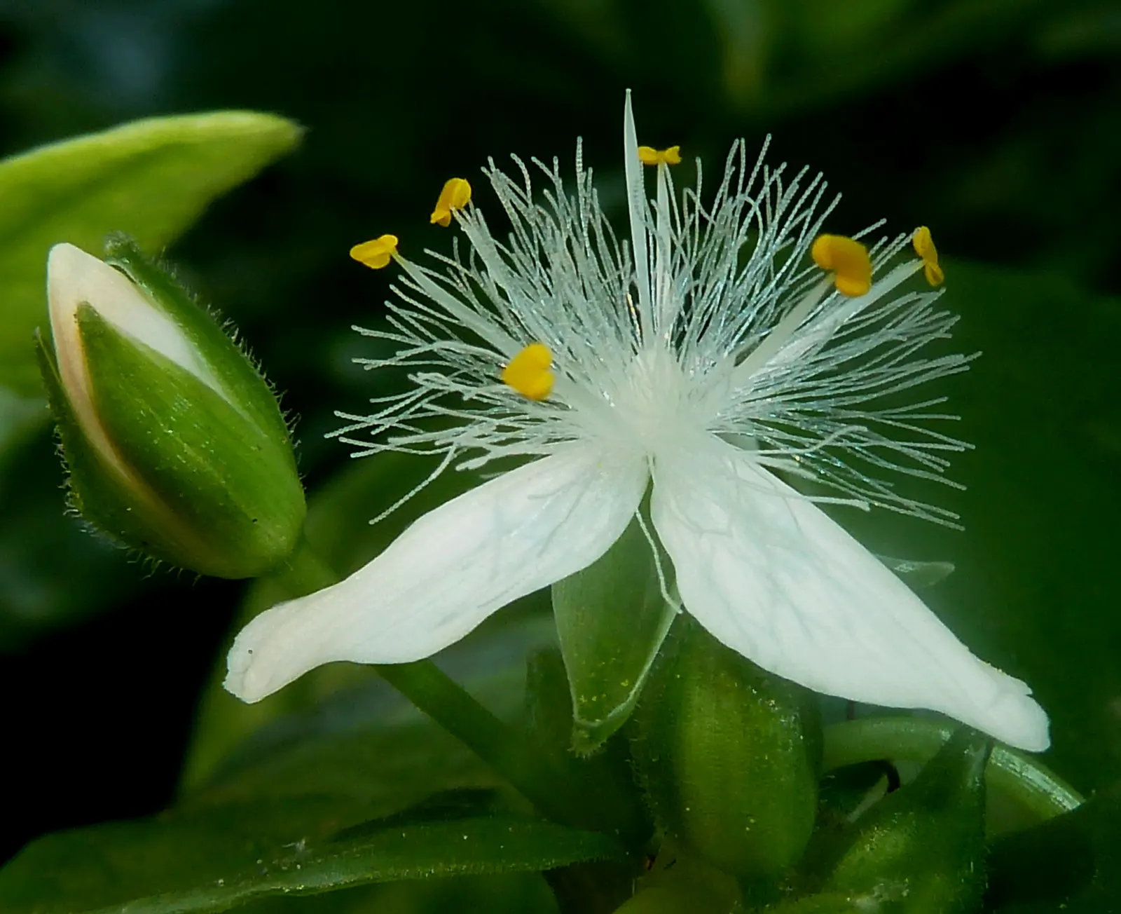 Wandering Jew, Inch Plant (Tradescantia Fluminensis) — is a prolific groundcover and versatile ornamental beloved for its quick-growing nature and, image 80