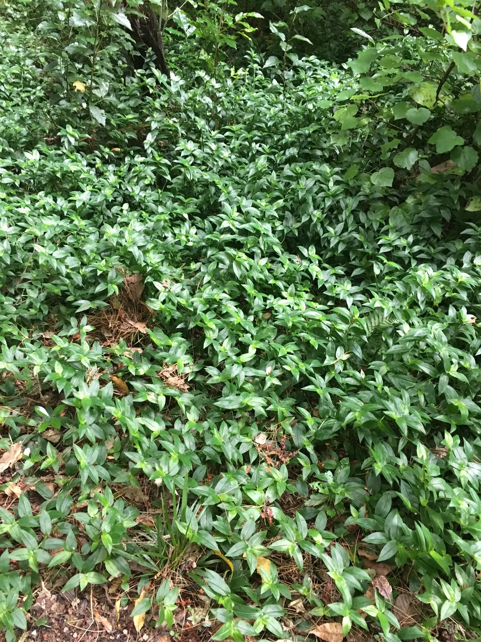 Wandering Jew, Inch Plant (Tradescantia Fluminensis) — This groundcover spreads by stem cuttings and thrives in partial shade to full shade, image 52
