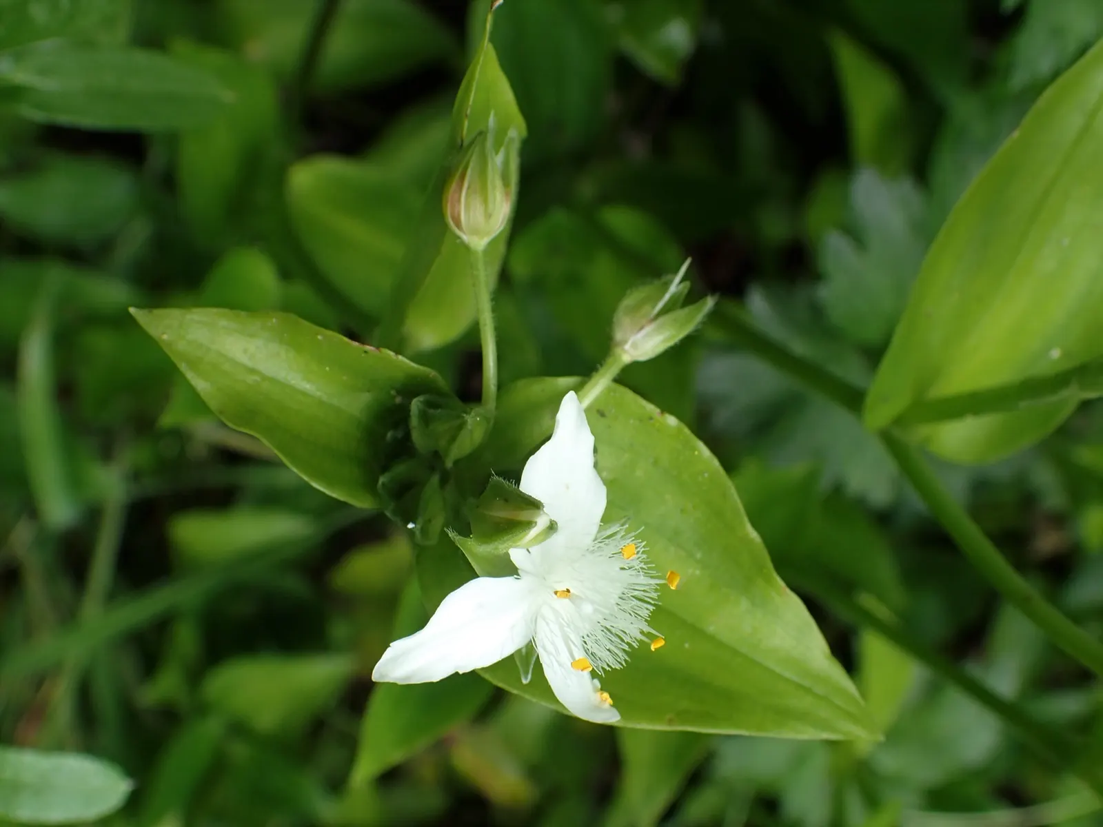 Wandering Jew, Inch Plant (Tradescantia Fluminensis) — commonly called Wandering Jew or Inch Plant
