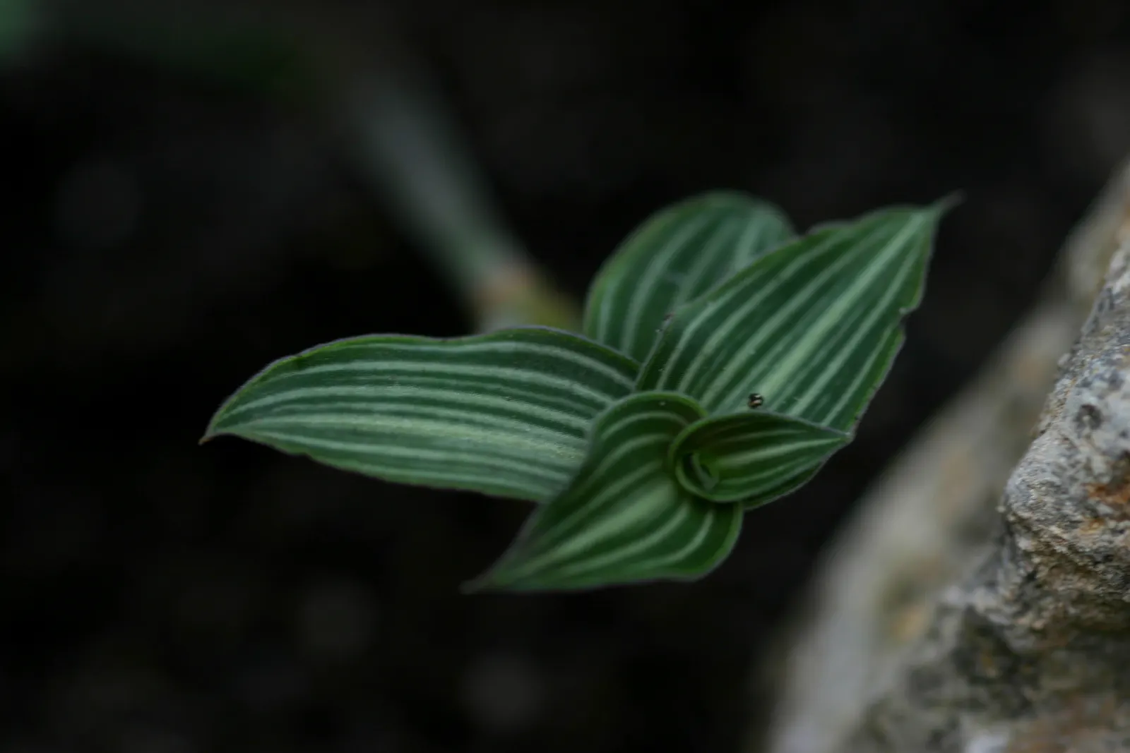 Wandering Jew, Inch Plant (Tradescantia Fluminensis) — cascading effect ideal for hanging baskets or as an underplanting