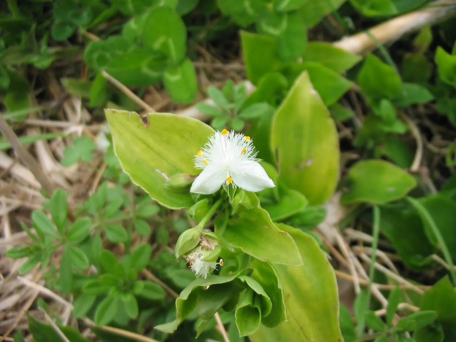 Wandering Jew, Inch Plant (Tradescantia Fluminensis) — ground cover / perennial for full or half or shade