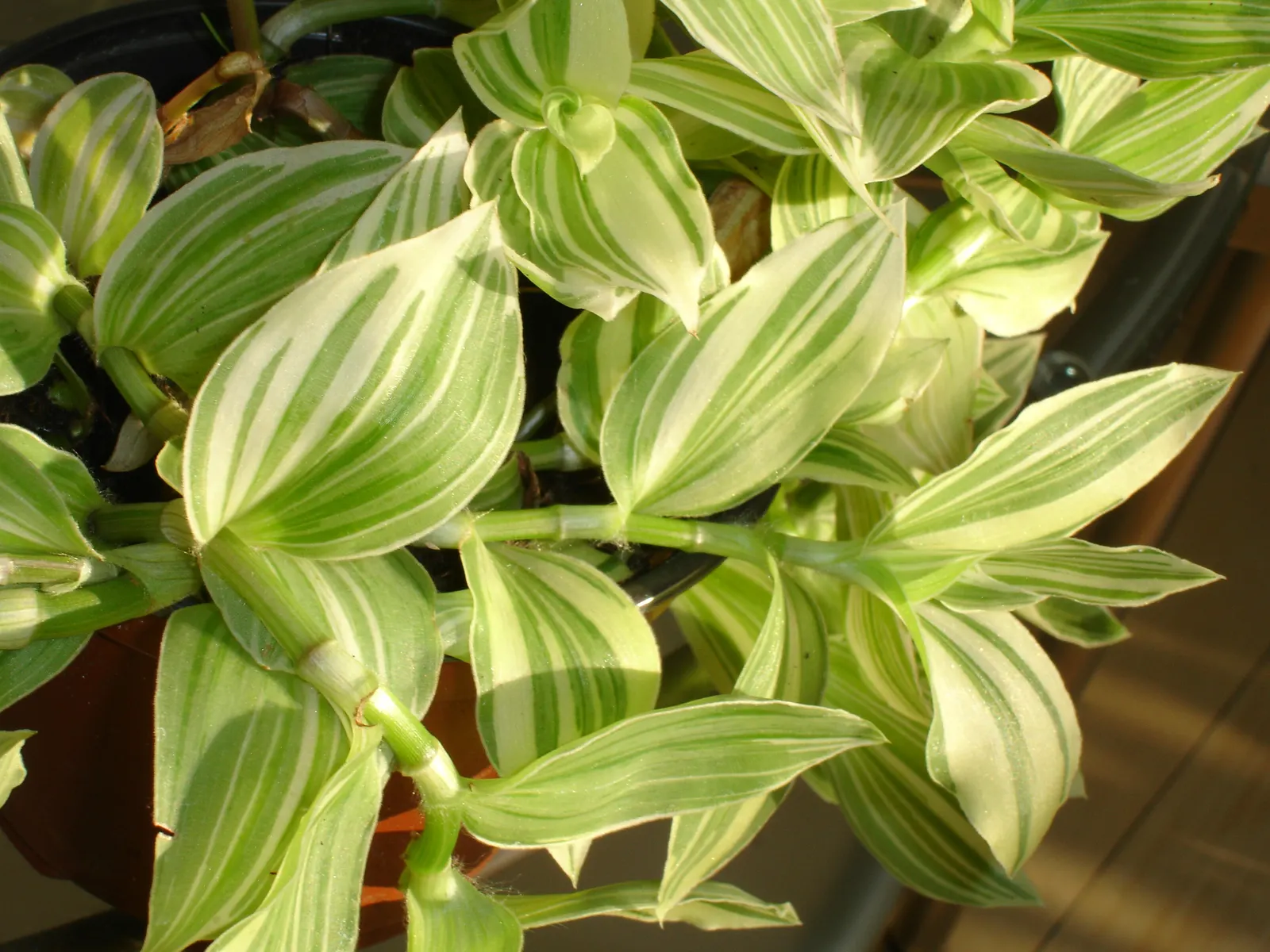 Wandering Jew, Inch Plant (Tradescantia Fluminensis) — This plant is well-suited for areas under trees or along north-facing walls, where direct, image 64