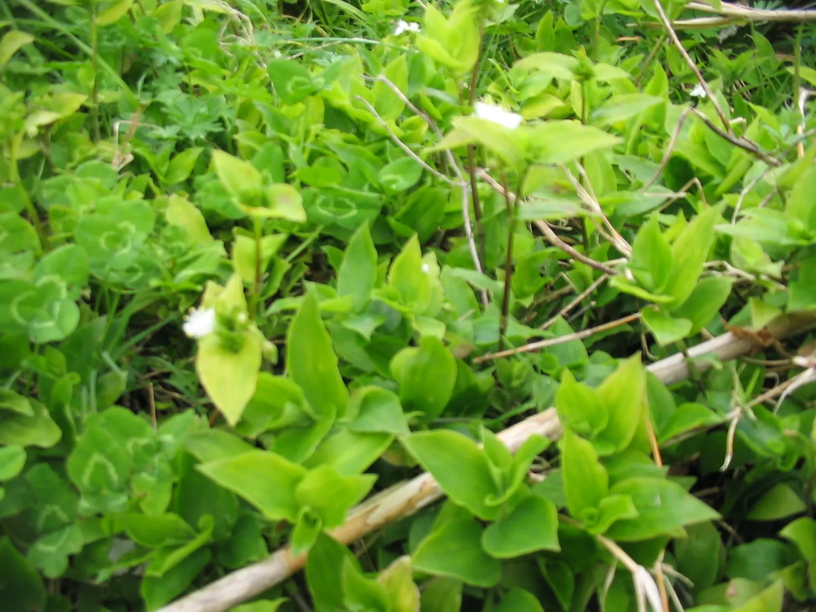 Wandering Jew, Inch Plant (Tradescantia Fluminensis) — lance-shaped leaves of green variegated with white or purple; tradescantia fluminensis can be employed