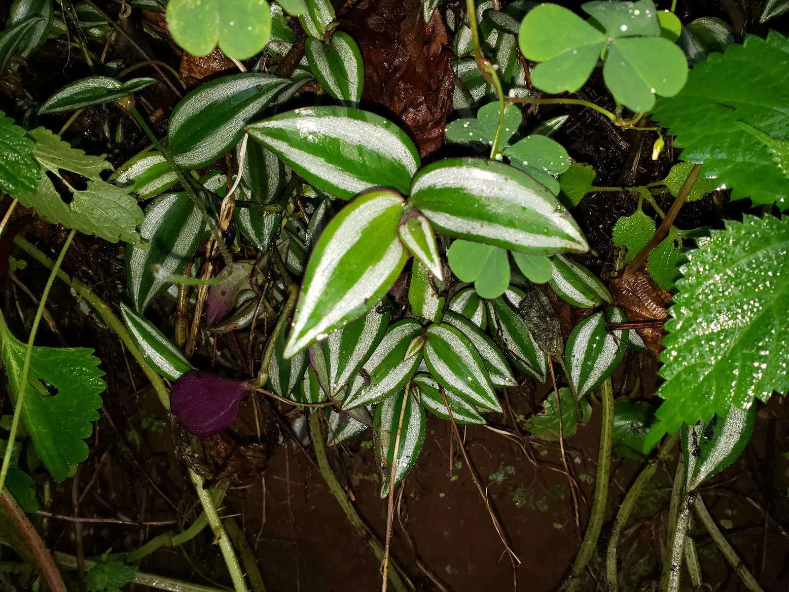 Wandering Jew, Inch Plant (Tradescantia Fluminensis) — The foliage displays a striking variegation of green; can reach lengths of 6 feet or more if, image 60